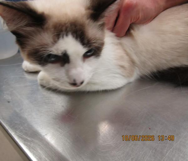 Elsa(602), Adoptable, Young Female Snowshoe.