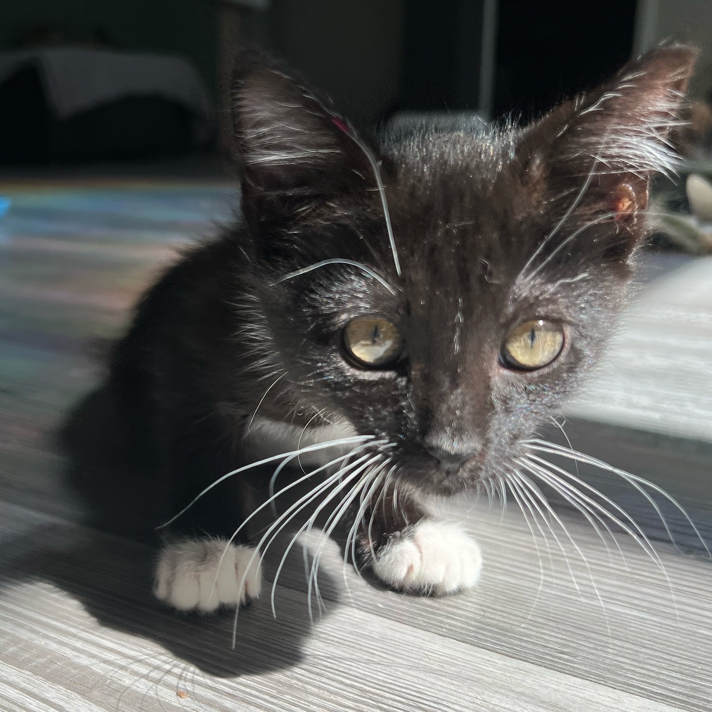 Enlarge Mako, a Adopted Domestic Short Hair in Charlotte, NC image 4/5