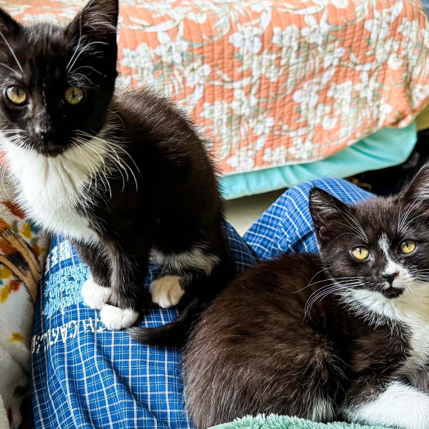 Enlarge Mako, a Adopted Domestic Short Hair in Charlotte, NC image 5/5