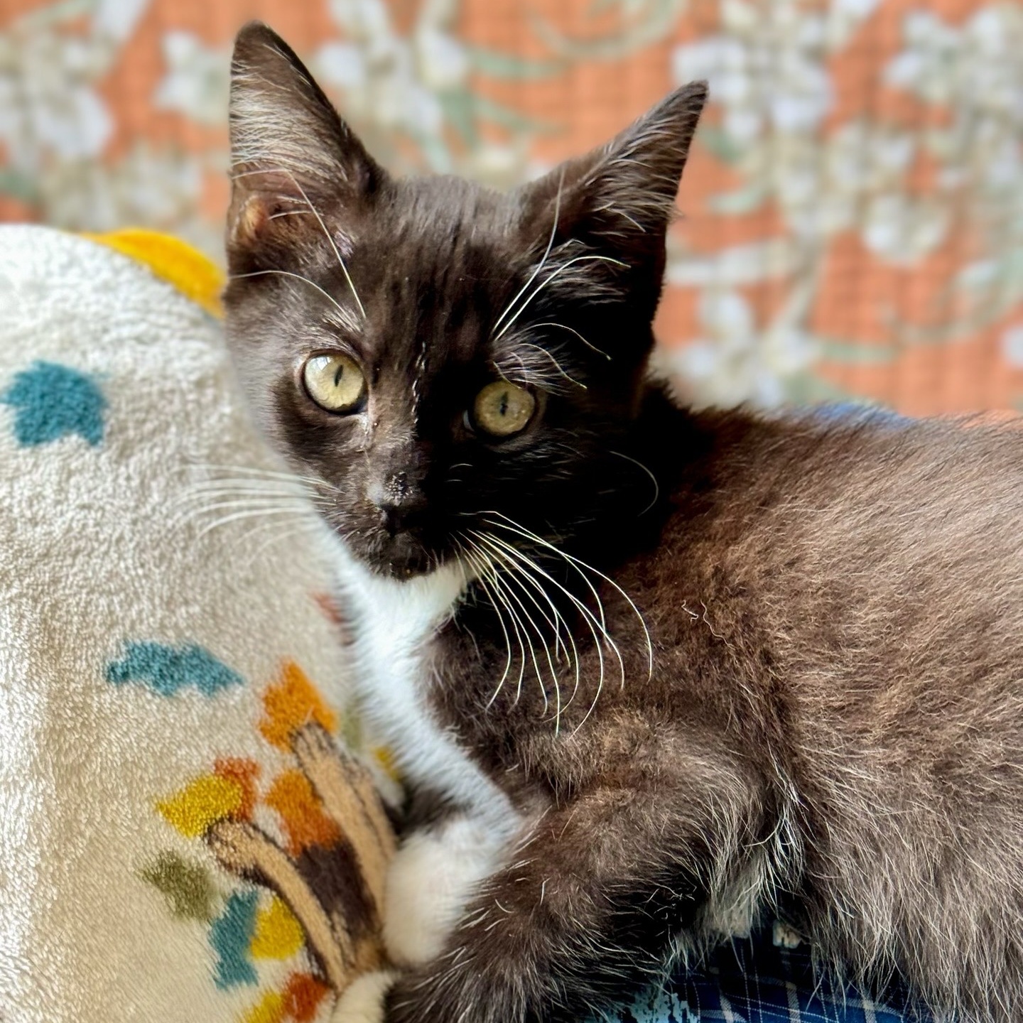 Mako, Adopted, Kitten Male Domestic Short Hair.