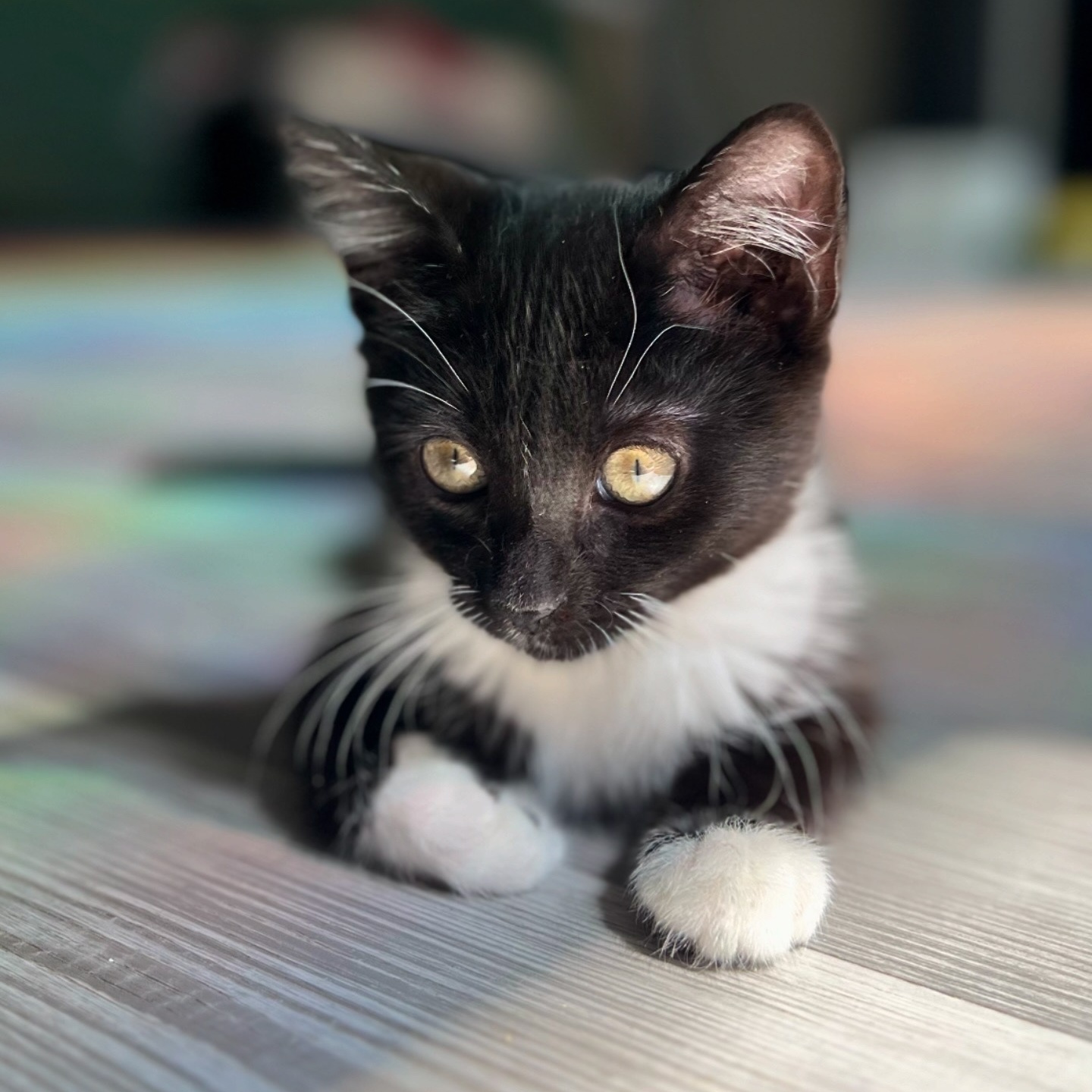 Enlarge Mako, a Adopted Domestic Short Hair in Charlotte, NC image 2/5