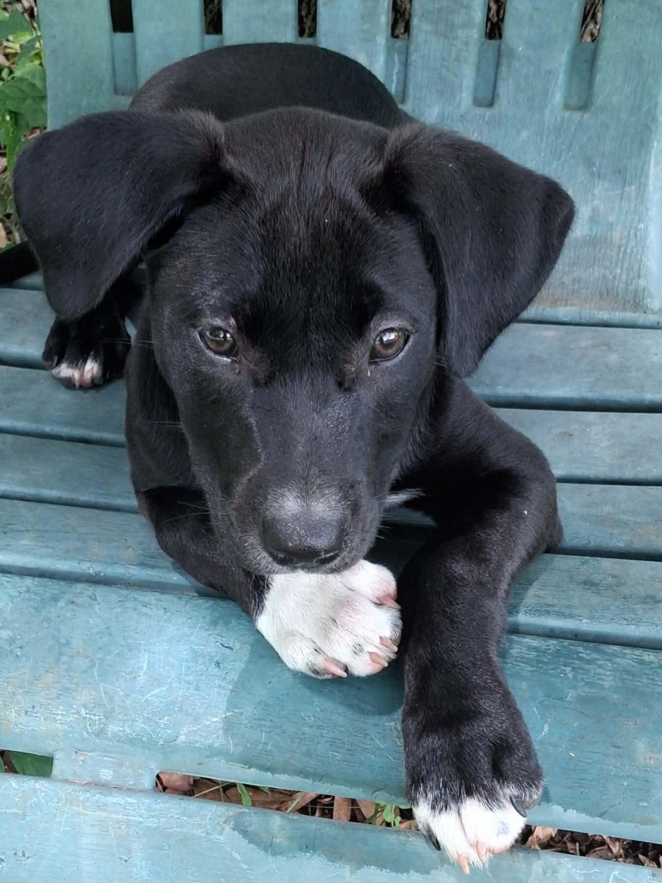 Enlarge Betty, a Adoptable mixed breed in Foley, AL image 4/6