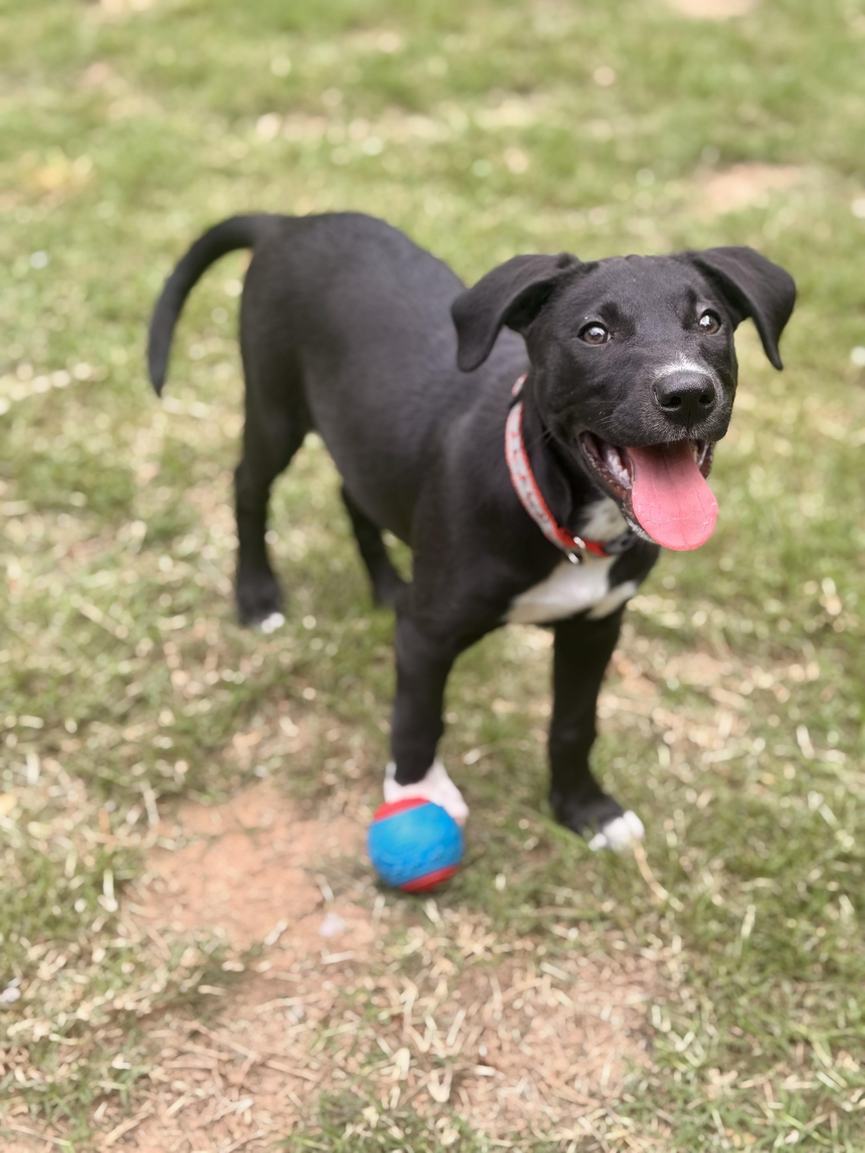 Enlarge Betty, a Adoptable mixed breed in Foley, AL image 2/6