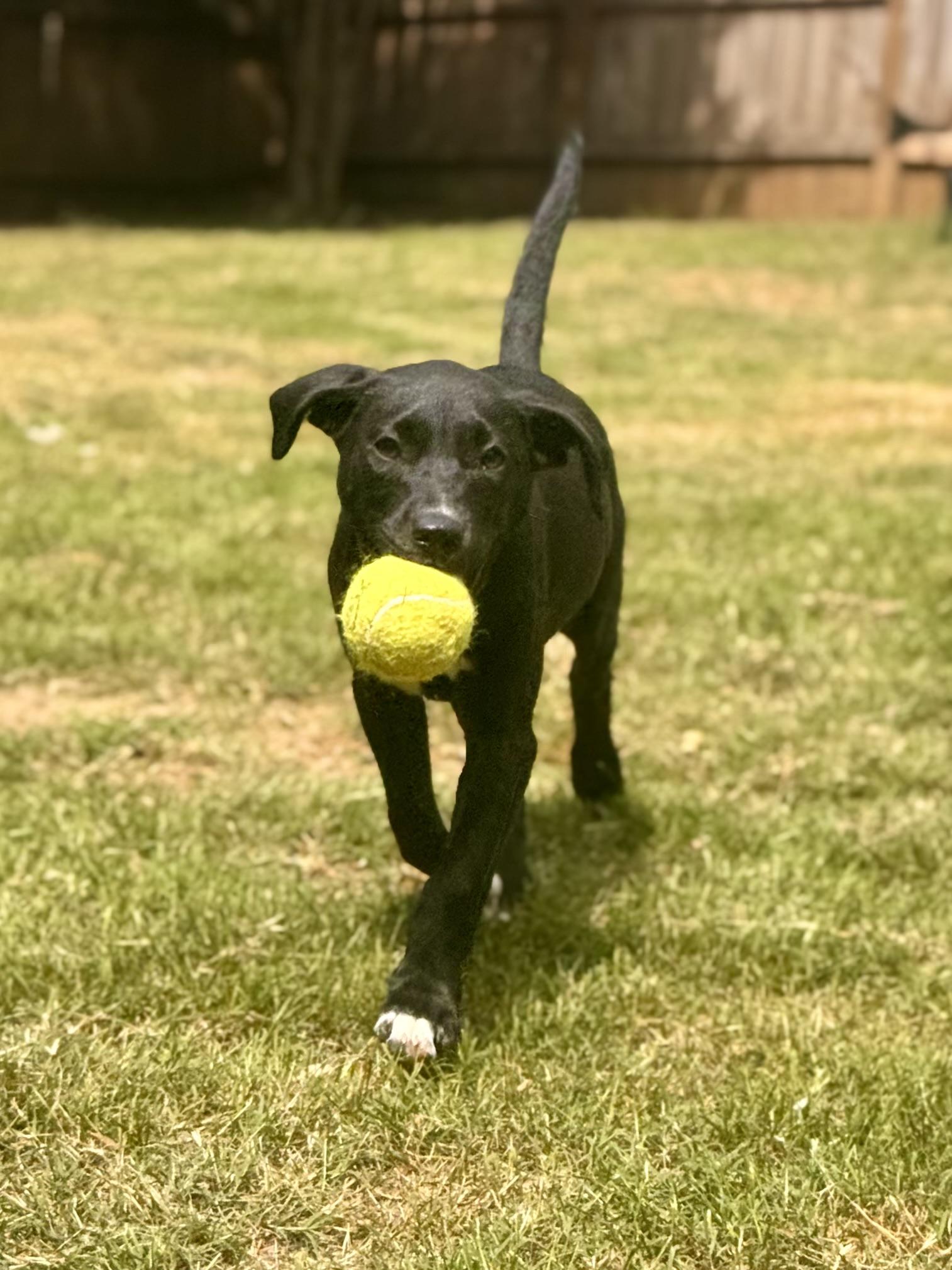 Enlarge Betty, a Adoptable mixed breed in Foley, AL image 6/6