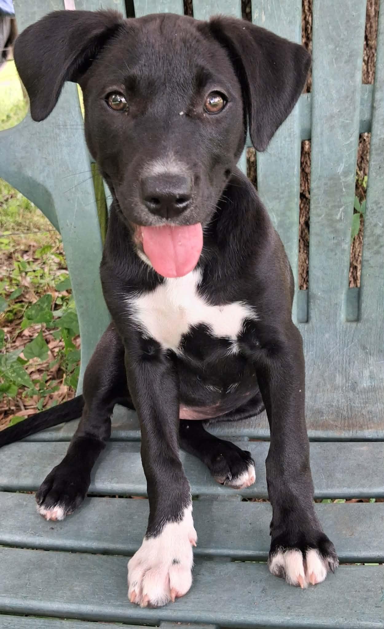 Enlarge Betty, a Adoptable mixed breed in Foley, AL image 5/6
