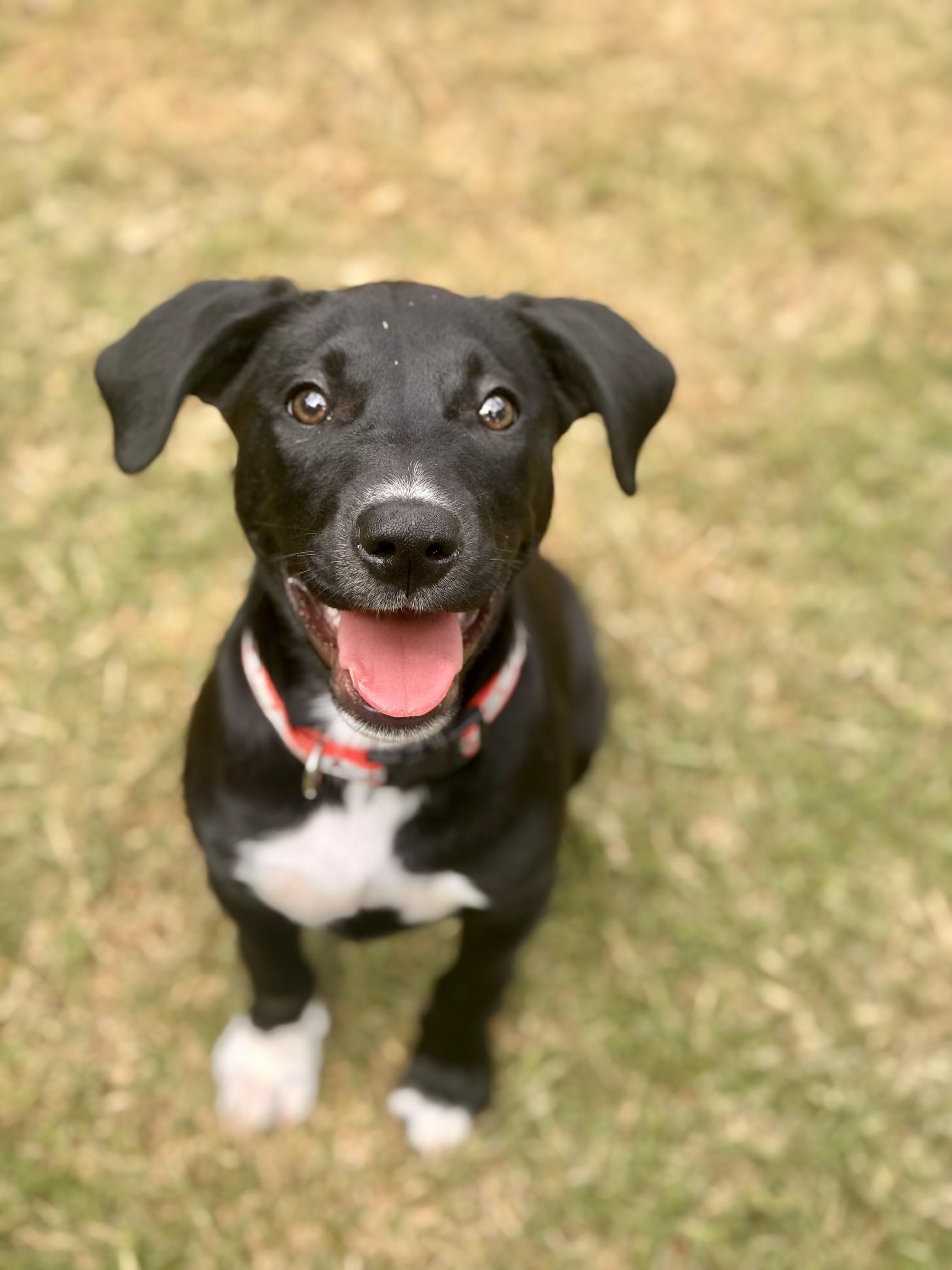 Enlarge Betty, a Adoptable mixed breed in Foley, AL image 3/6