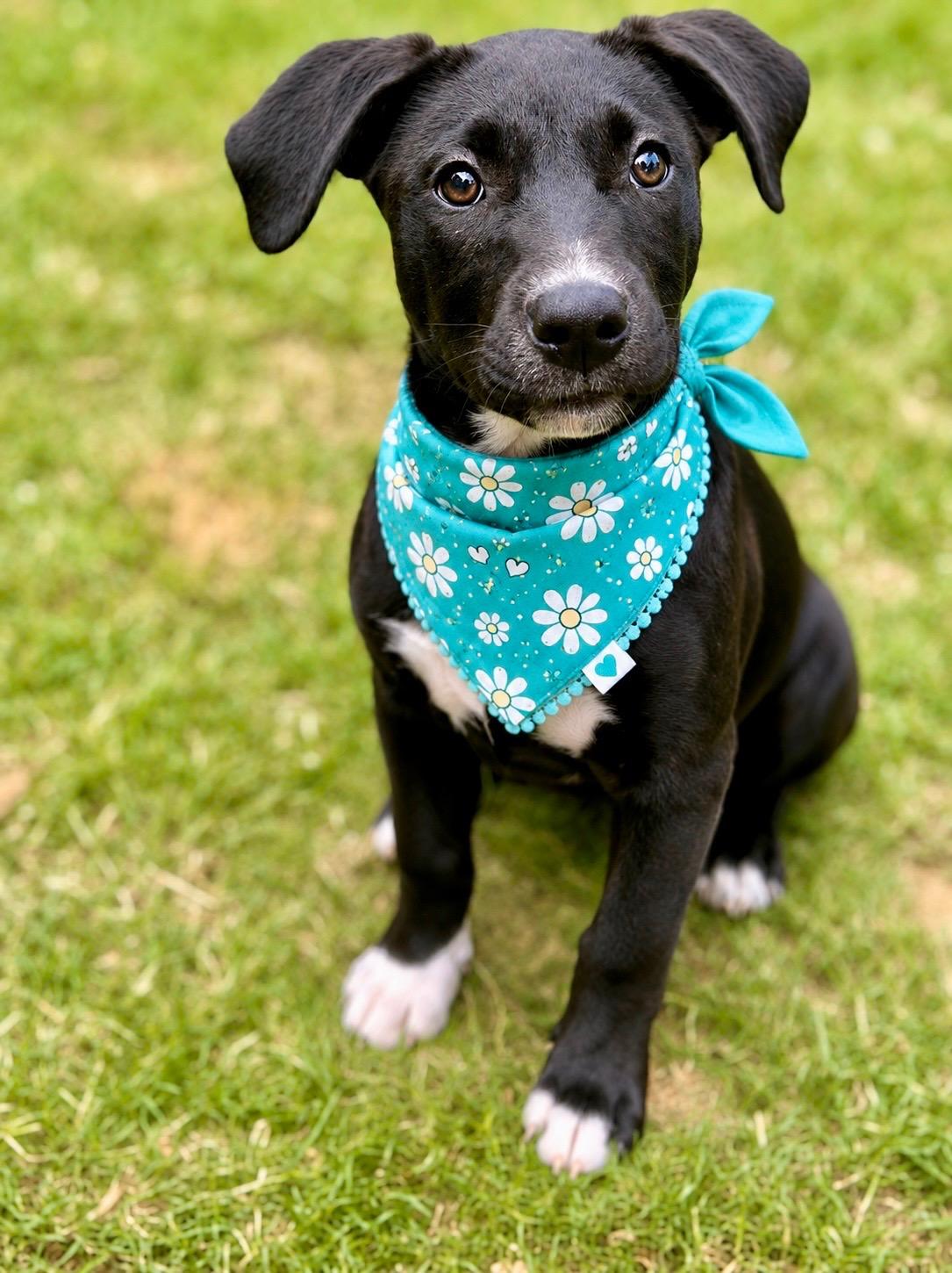 Enlarge Betty, a Adoptable mixed breed in Foley, AL image 1/6