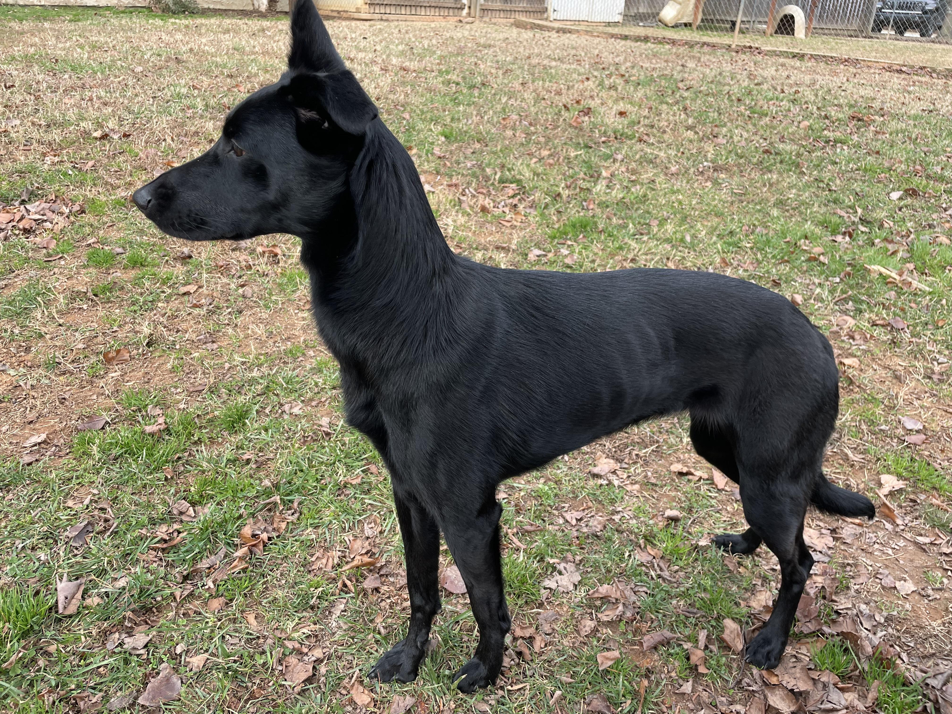 Enlarge Paige, an adopted mixed breed in Sautee Nacoochee, GA image 2/2
