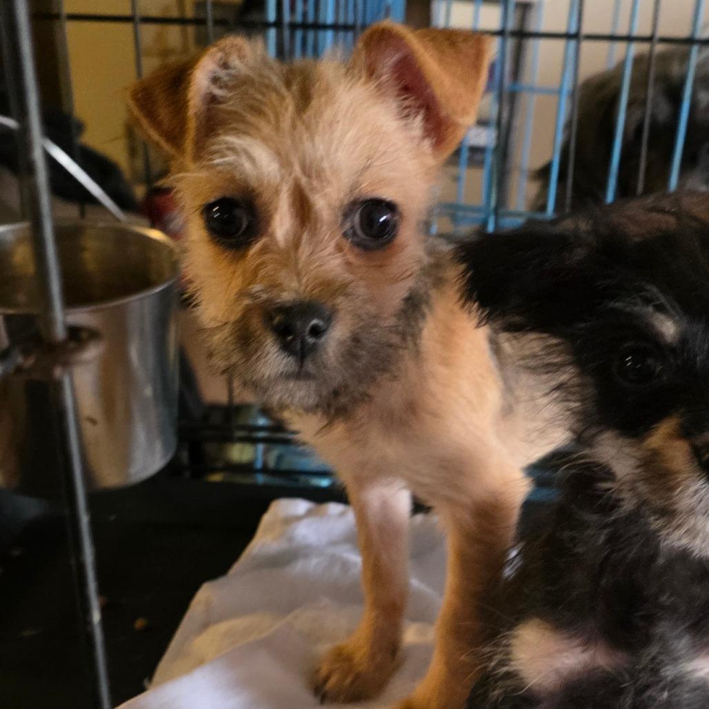 Lucy, Adoptable, Puppy Female Chihuahua & Yorkshire Terrier.