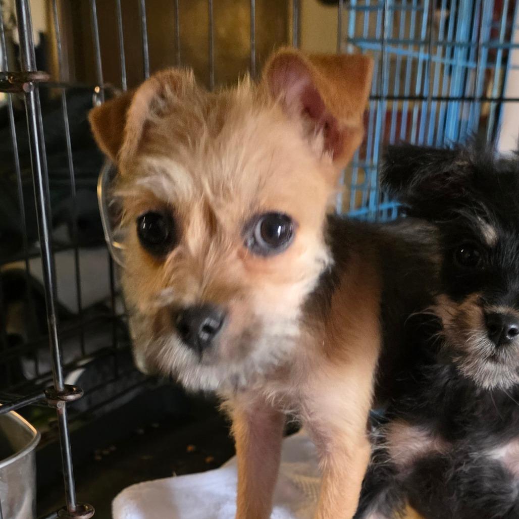 Lucy, a Adoptable mixed breed in Goltry, OK image 6/6