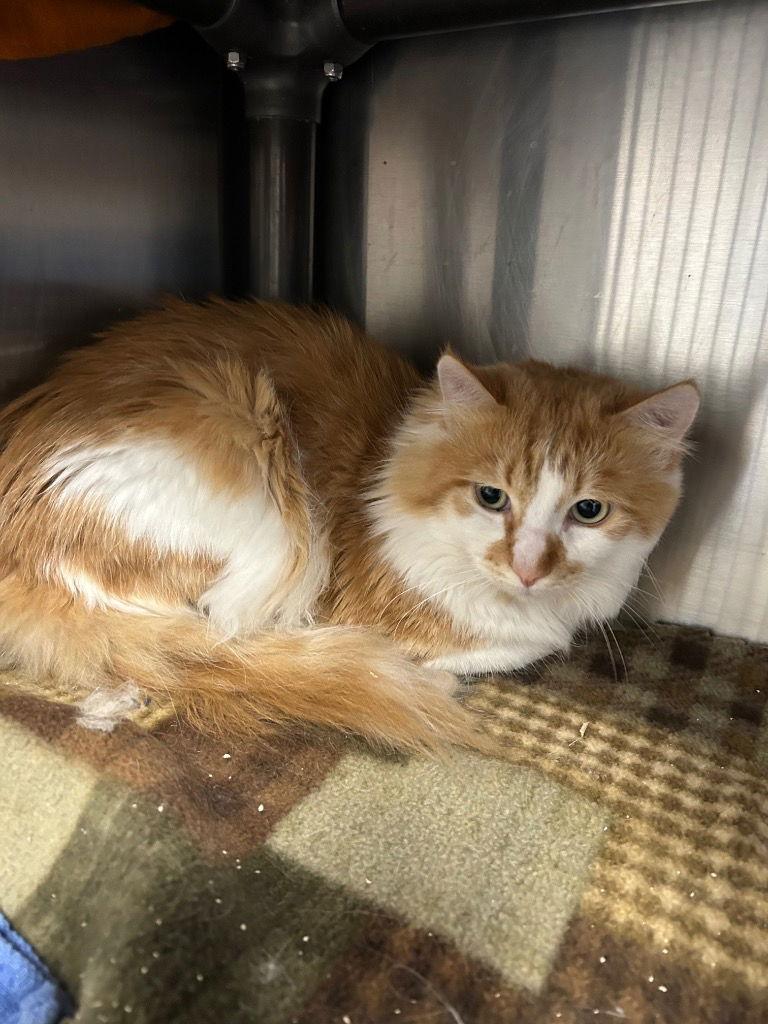 Enlarge Blaze, a Adopted Domestic Medium Hair in Emmett, ID image 1/1