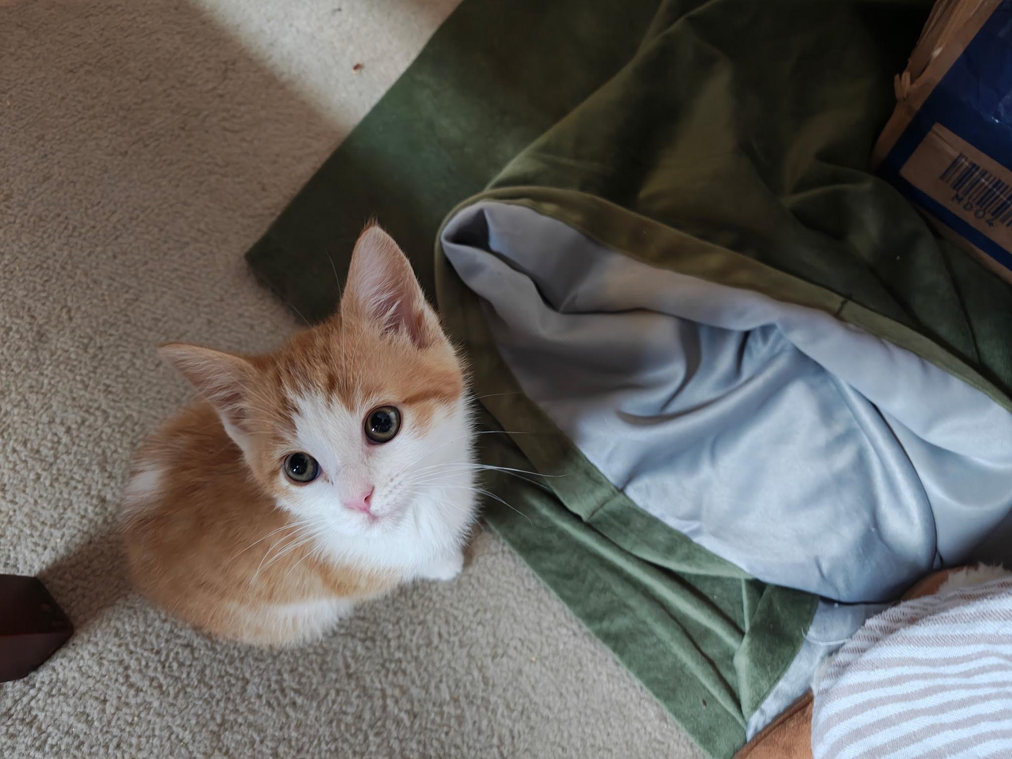 Milk, a Adoptable Domestic Short Hair in Murray, KY image 3/6