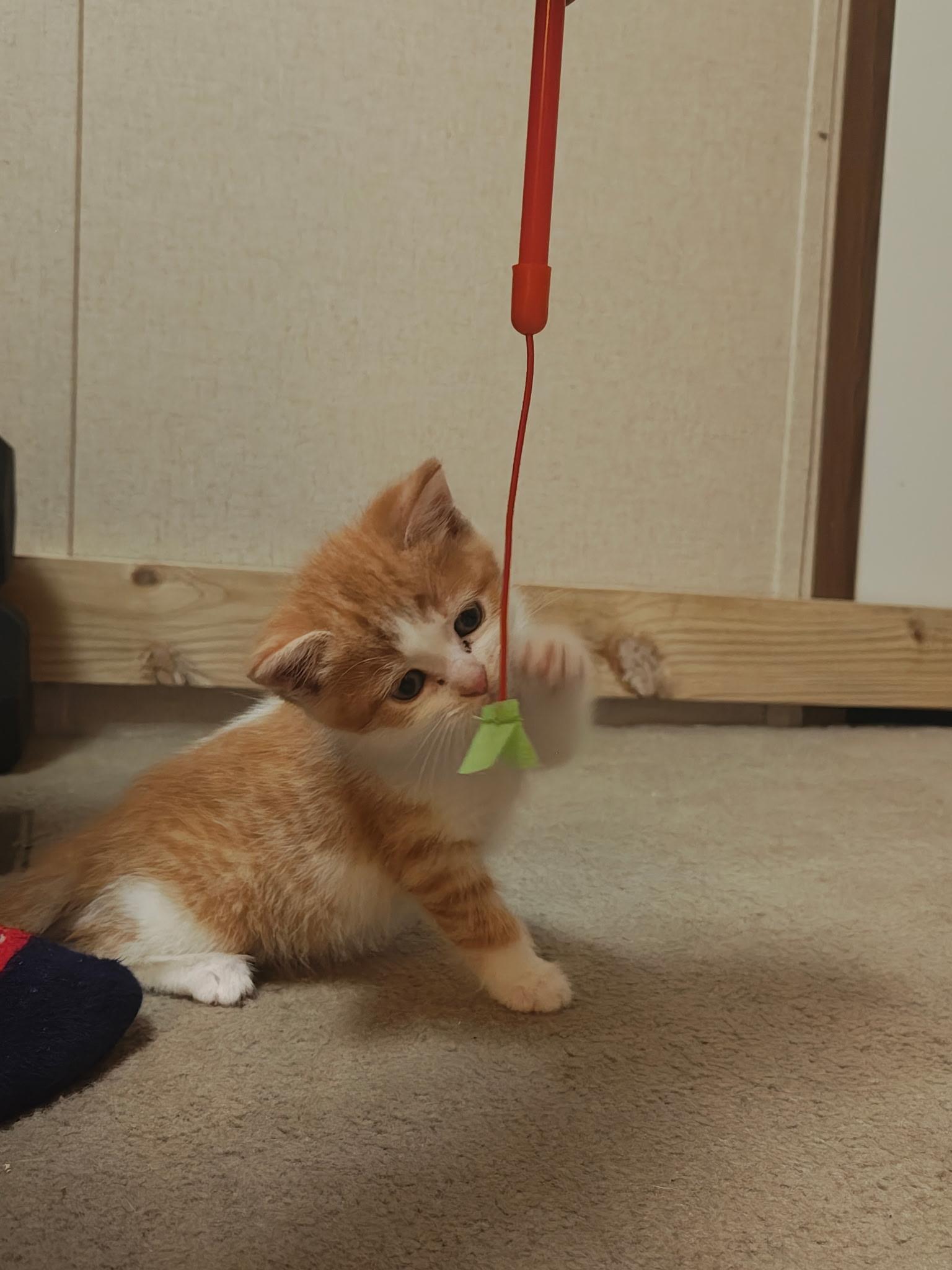 Milk, a Adoptable Domestic Short Hair in Murray, KY image 2/6