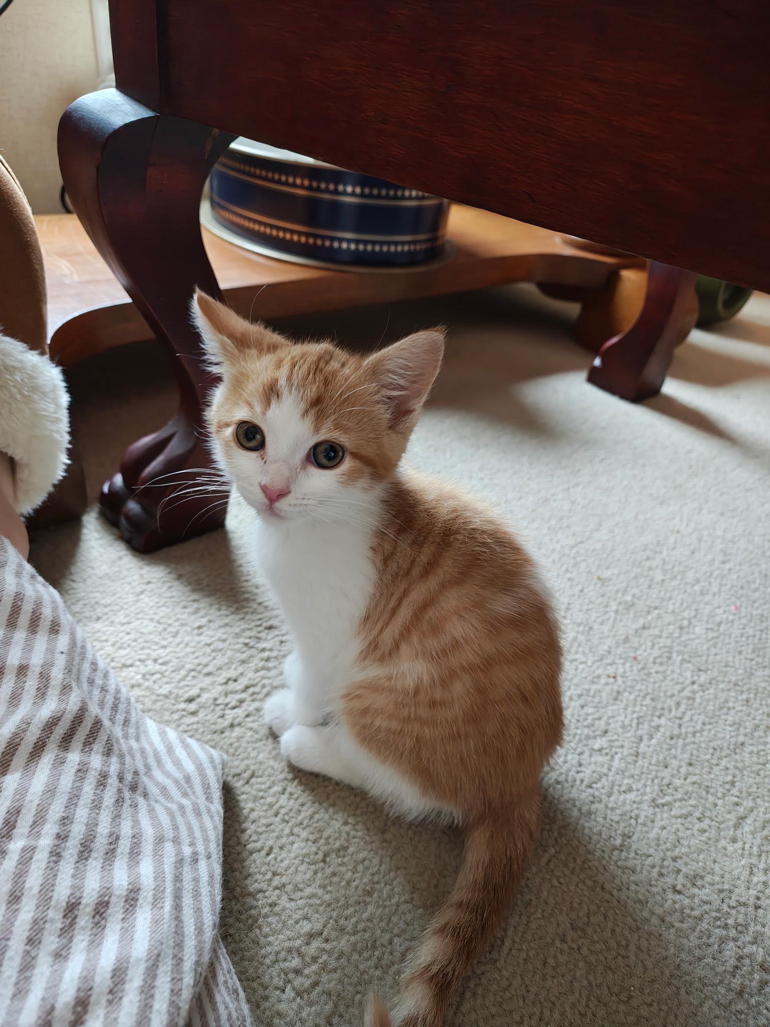 Milk, a Adoptable Domestic Short Hair in Murray, KY image 5/6