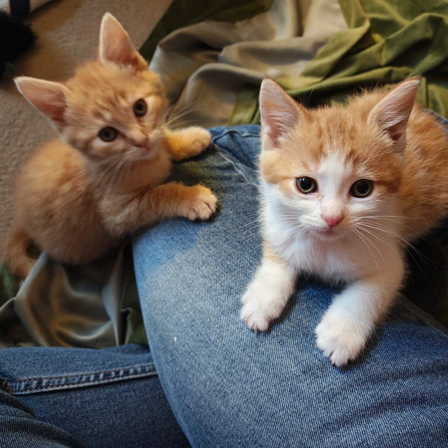 Milk, a Adoptable Domestic Short Hair in Murray, KY image 4/6