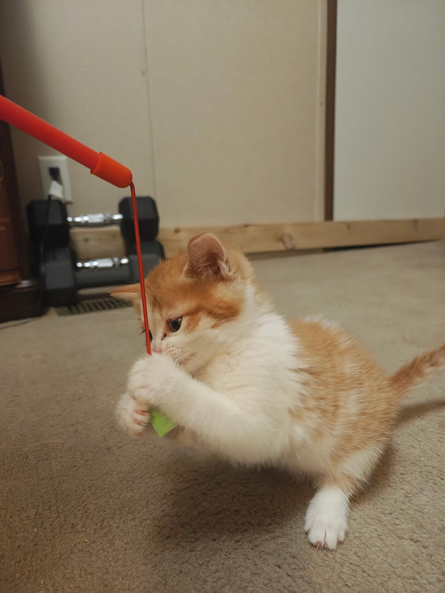 Milk, a Adoptable Domestic Short Hair in Murray, KY image 6/6