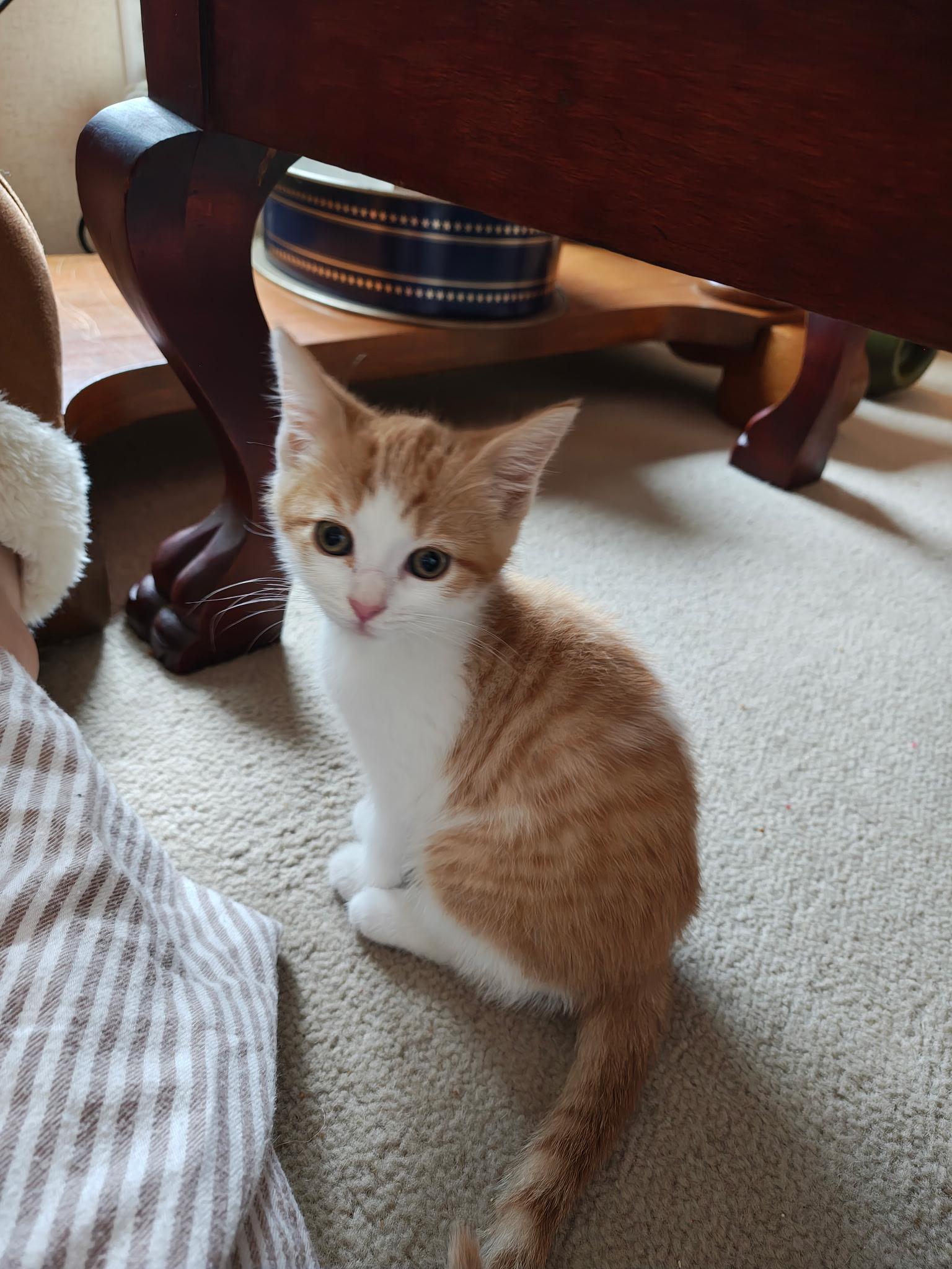 Milk, Adoptable, Kitten Female Domestic Short Hair.