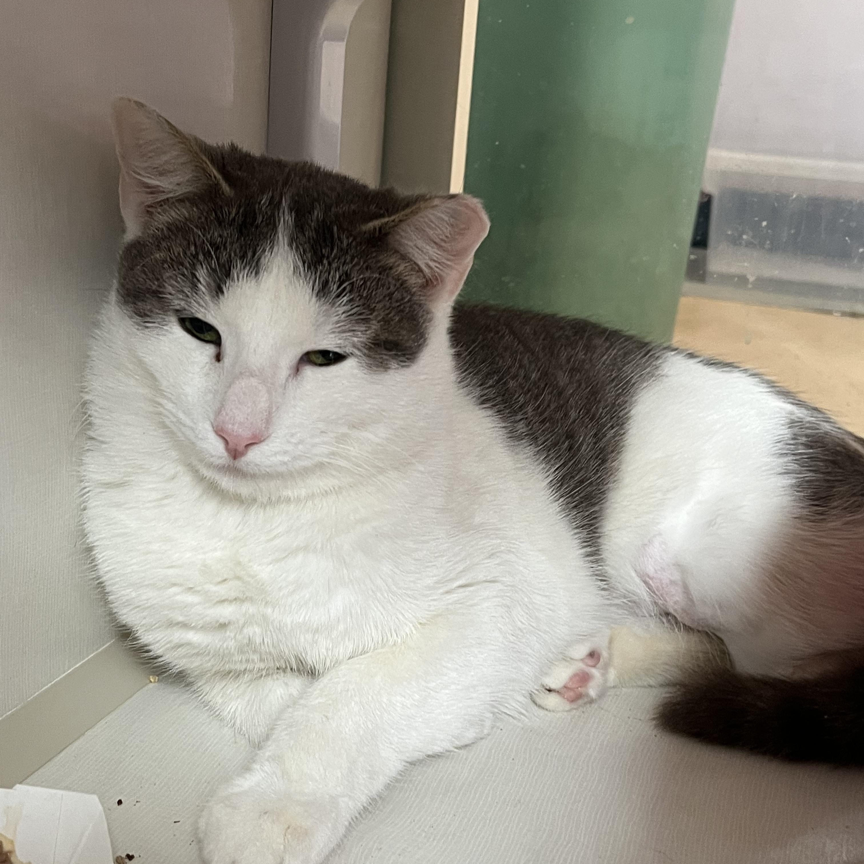 Enlarge Cookie, a ADOPTABLE Domestic Short Hair in Salisbury, MA image 2/4