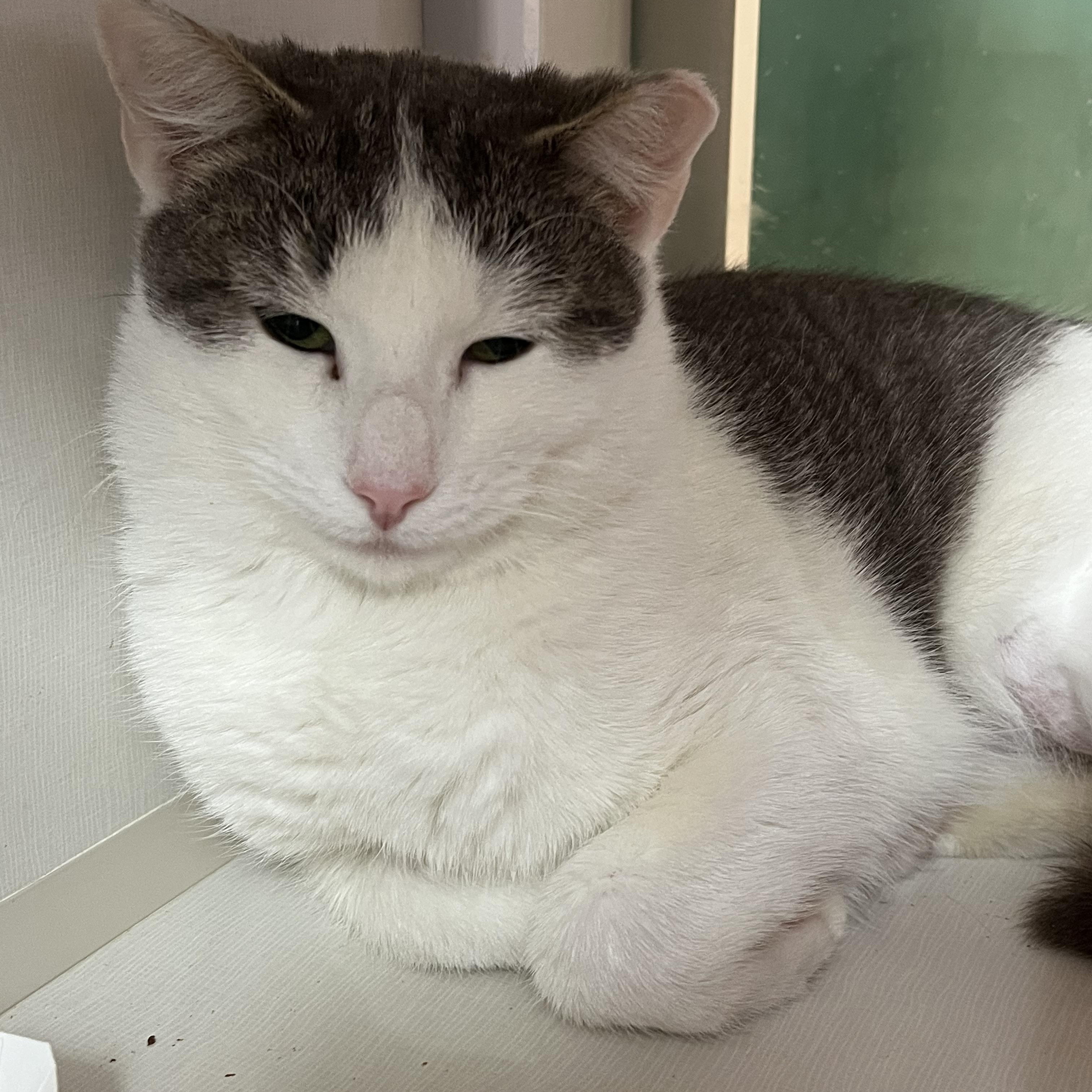 Enlarge Cookie, a ADOPTABLE Domestic Short Hair in Salisbury, MA image 4/4