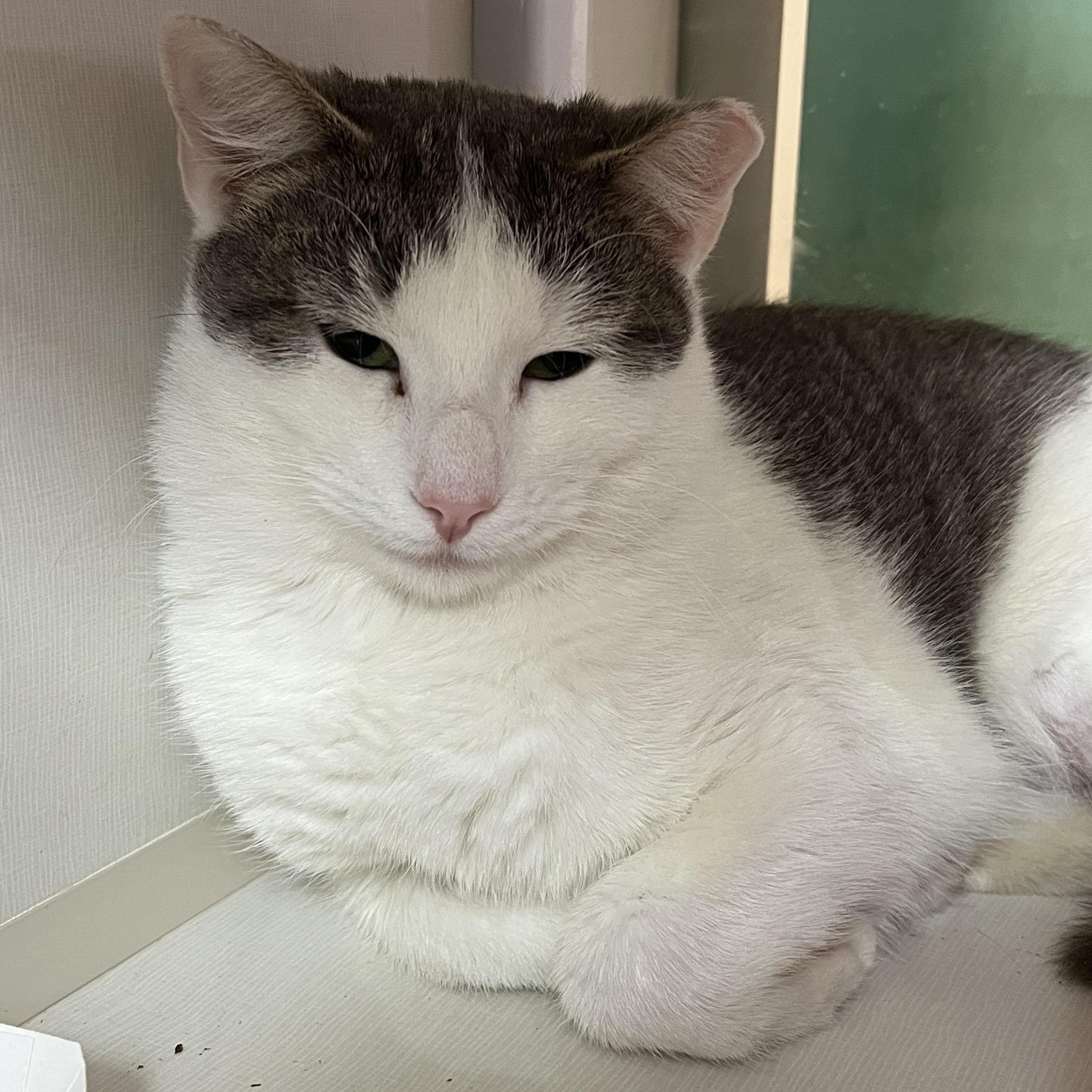 Cookie, ADOPTABLE, Adult Female Domestic Short Hair.