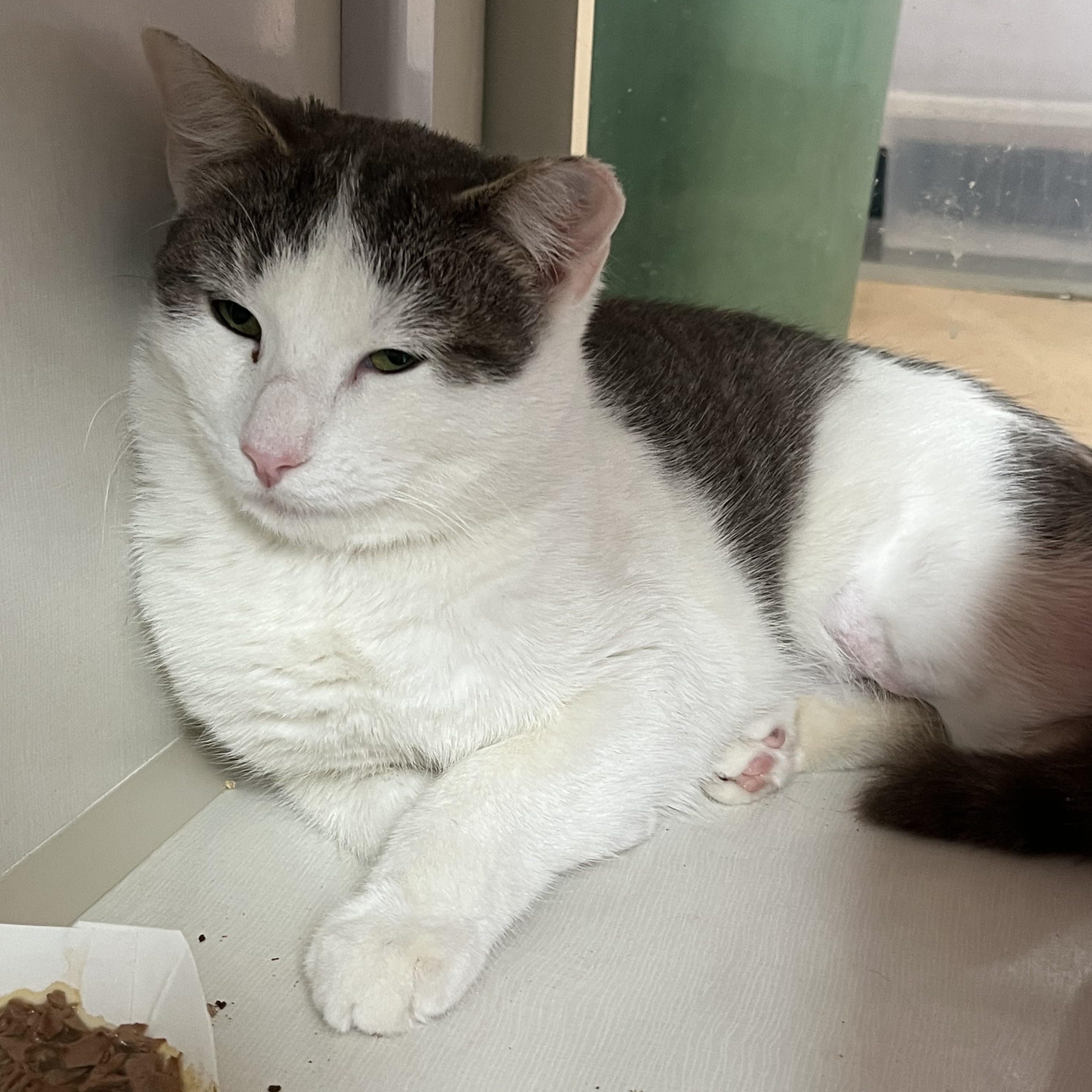 Enlarge Cookie, a ADOPTABLE Domestic Short Hair in Salisbury, MA image 3/4