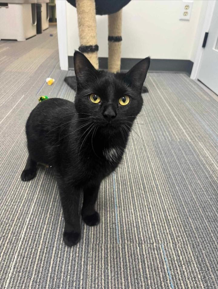 Wiggle Special needs - CH, Adoptable, Young Male Domestic Short Hair.