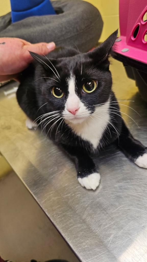 Enlarge Mittens, a Adoptable mixed breed in Crossville, TN image 1/1