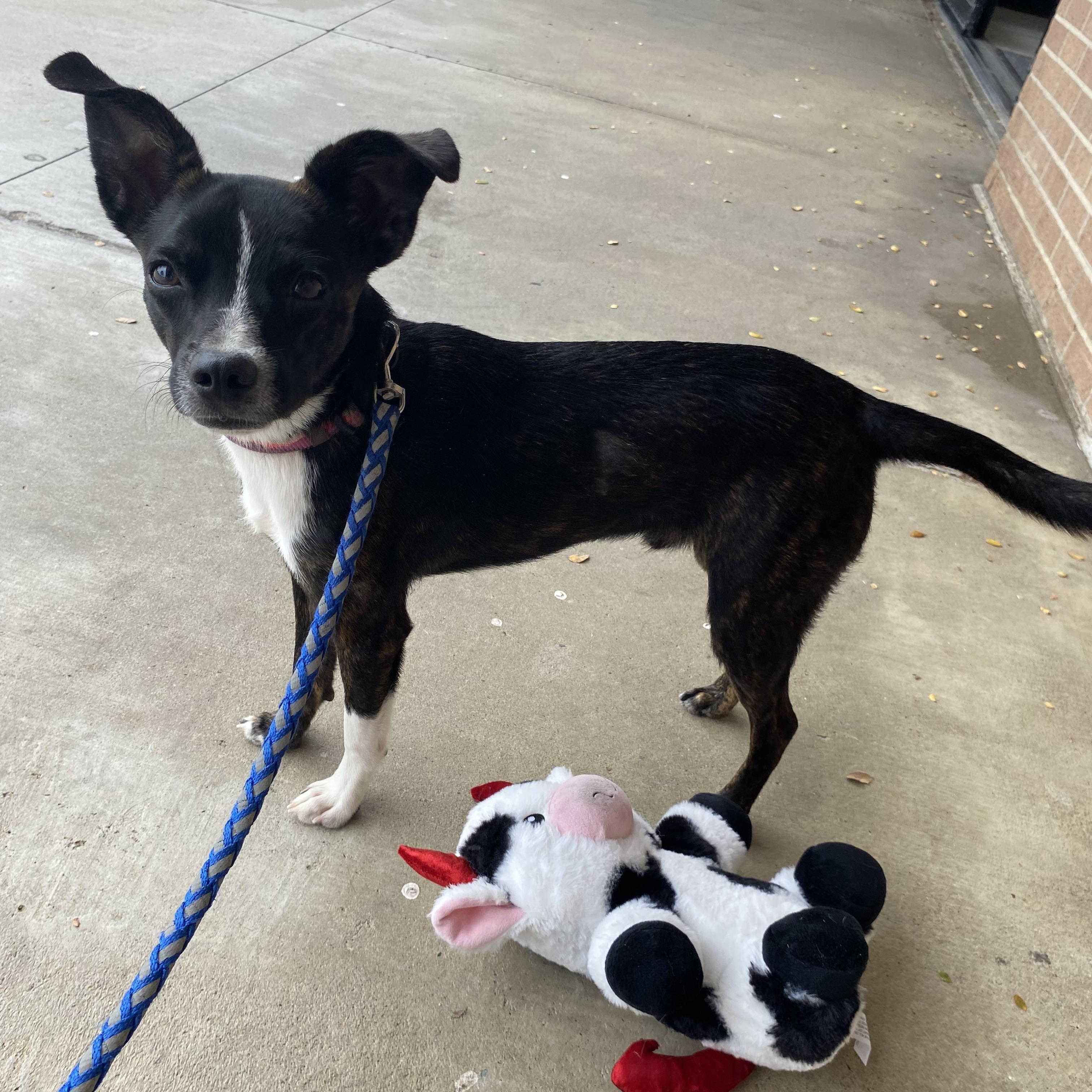 Enlarge Tiger, a Adoptable mixed breed in Farmersville, TX image 1/4