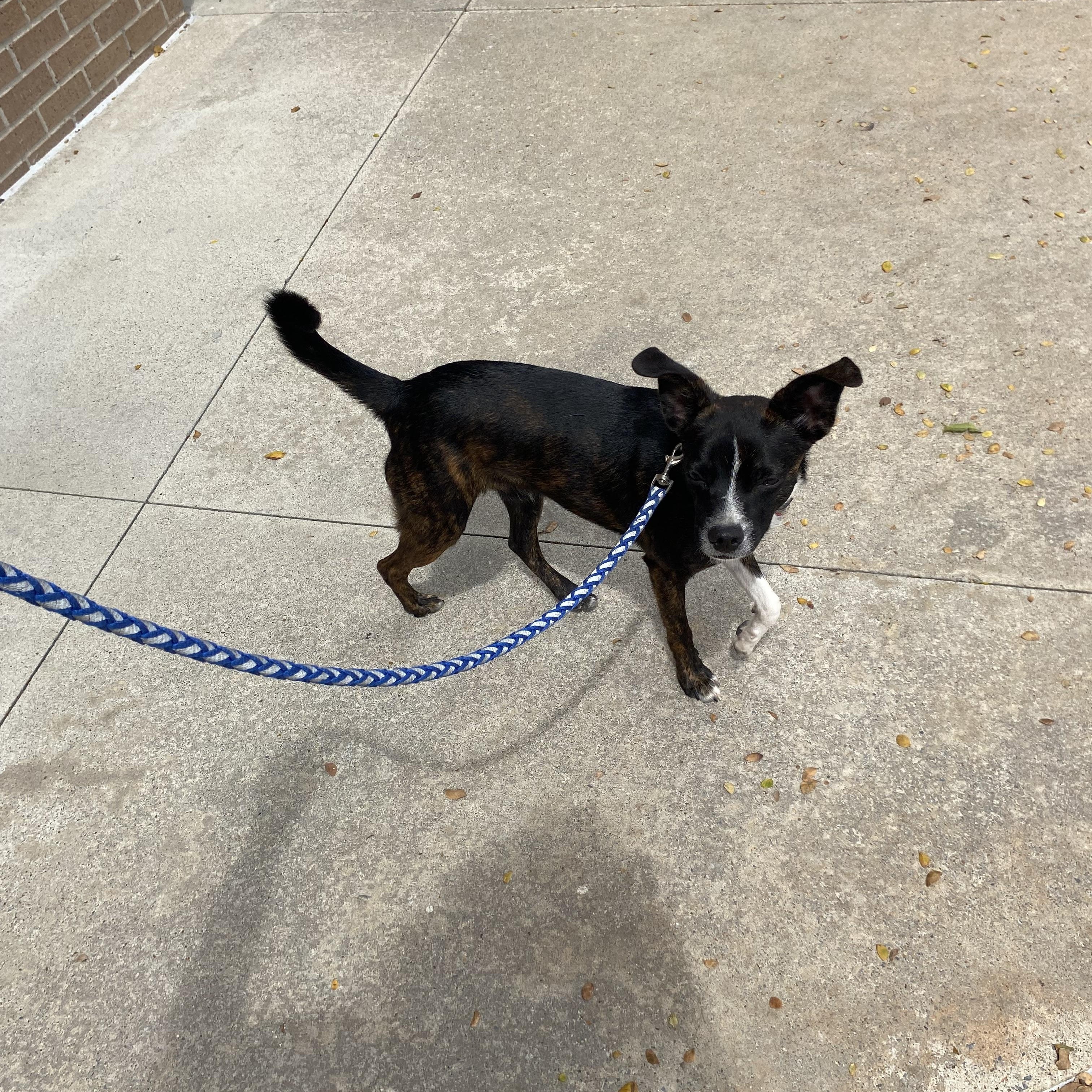 Enlarge Tiger, a Adoptable mixed breed in Farmersville, TX image 2/4