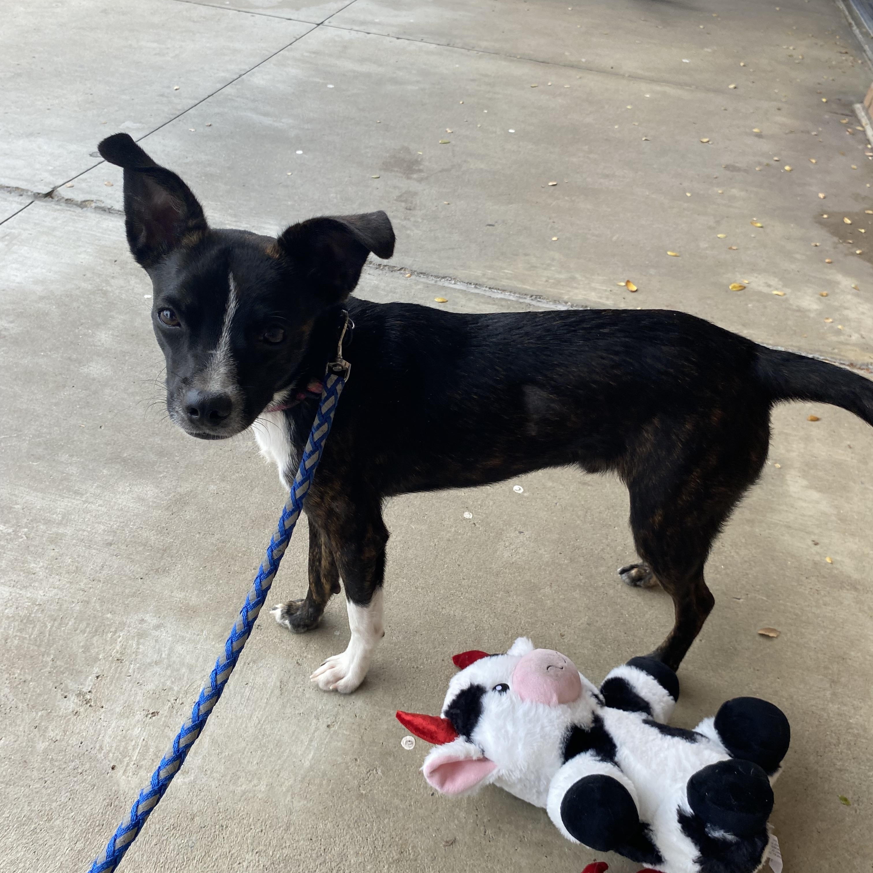 Enlarge Tiger, a Adoptable mixed breed in Farmersville, TX image 3/4