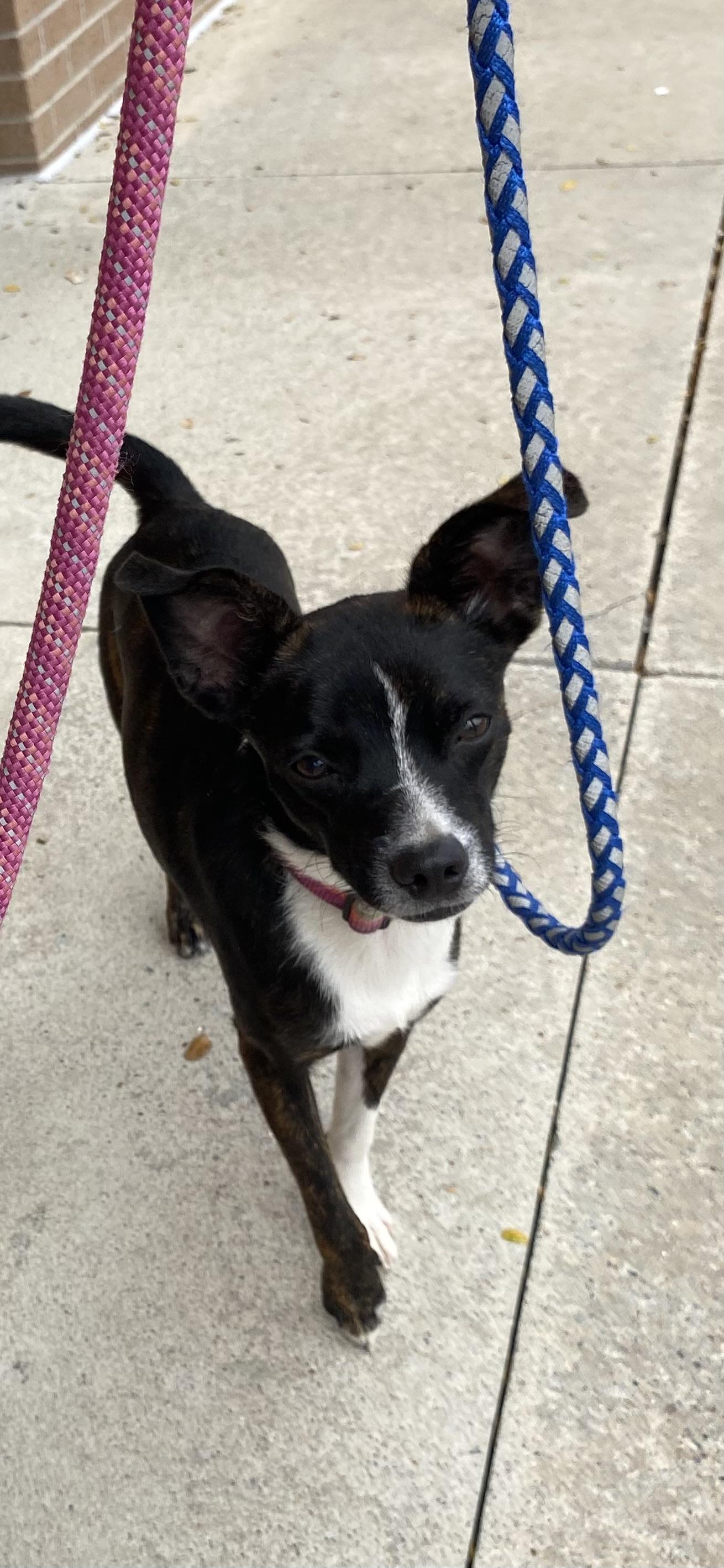 Enlarge Tiger, a Adoptable mixed breed in Farmersville, TX image 4/4
