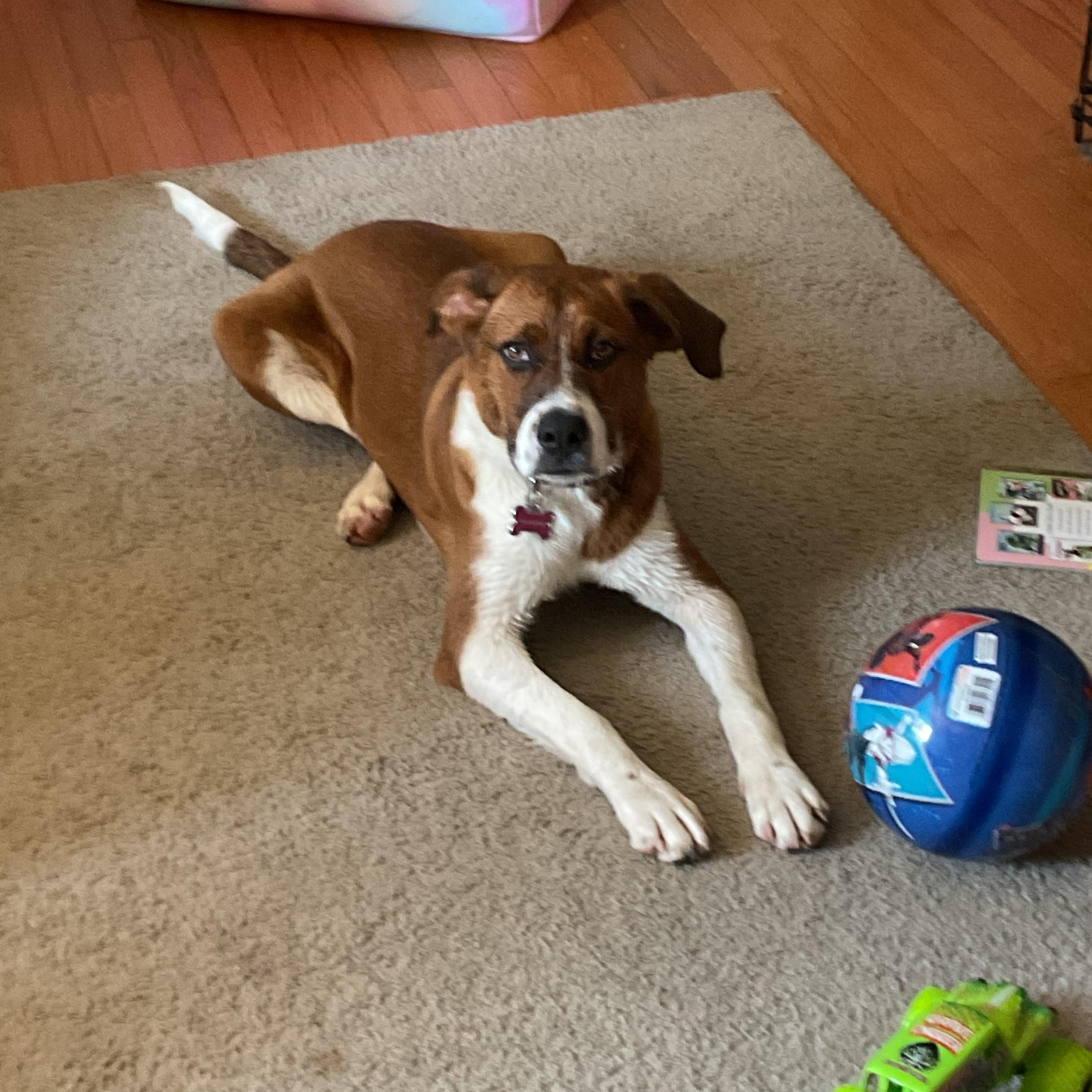Duckie, a ADOPTABLE mixed breed in Columbia, MD image 3/3