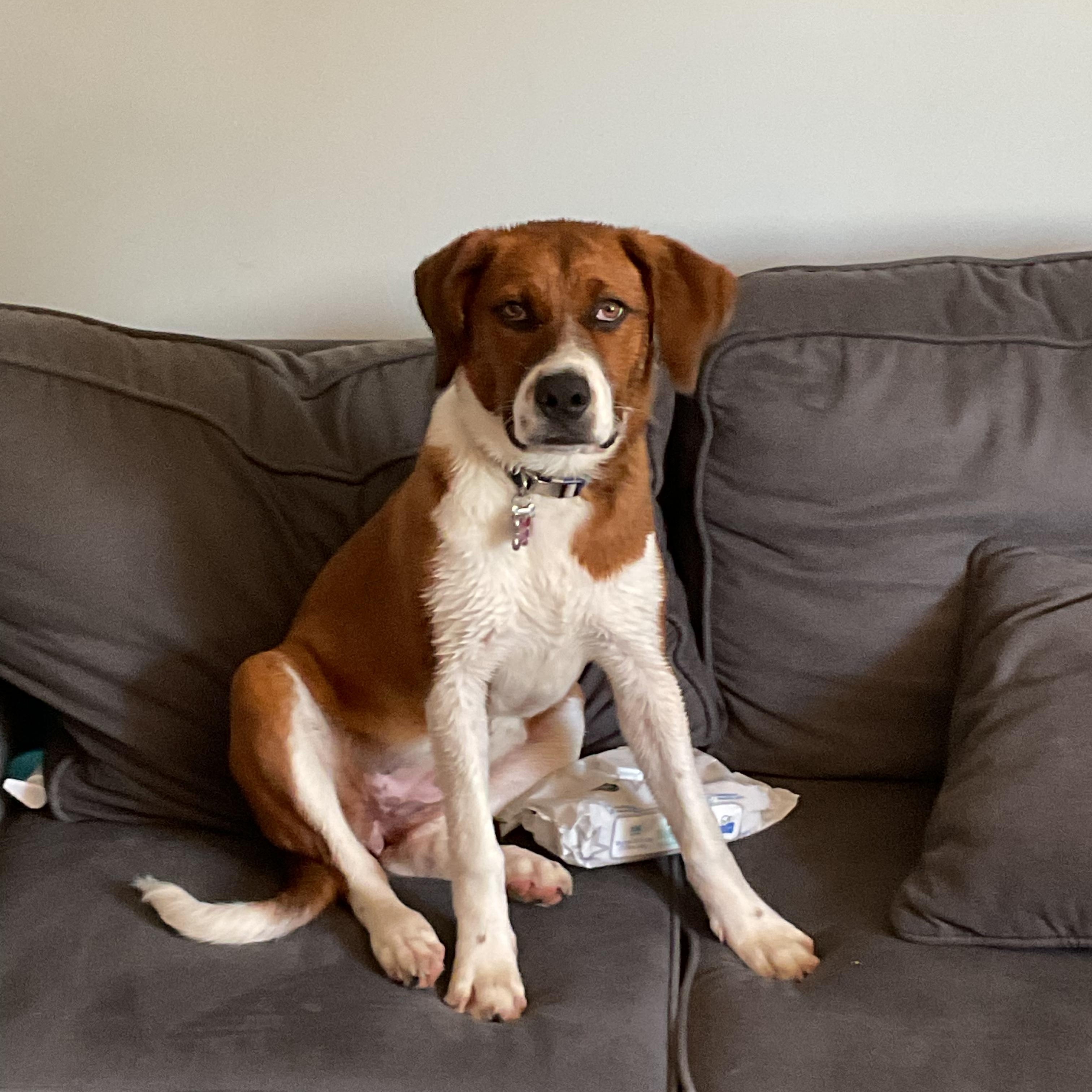 Duckie, ADOPTABLE, Young Female Labrador Retriever & Hound.