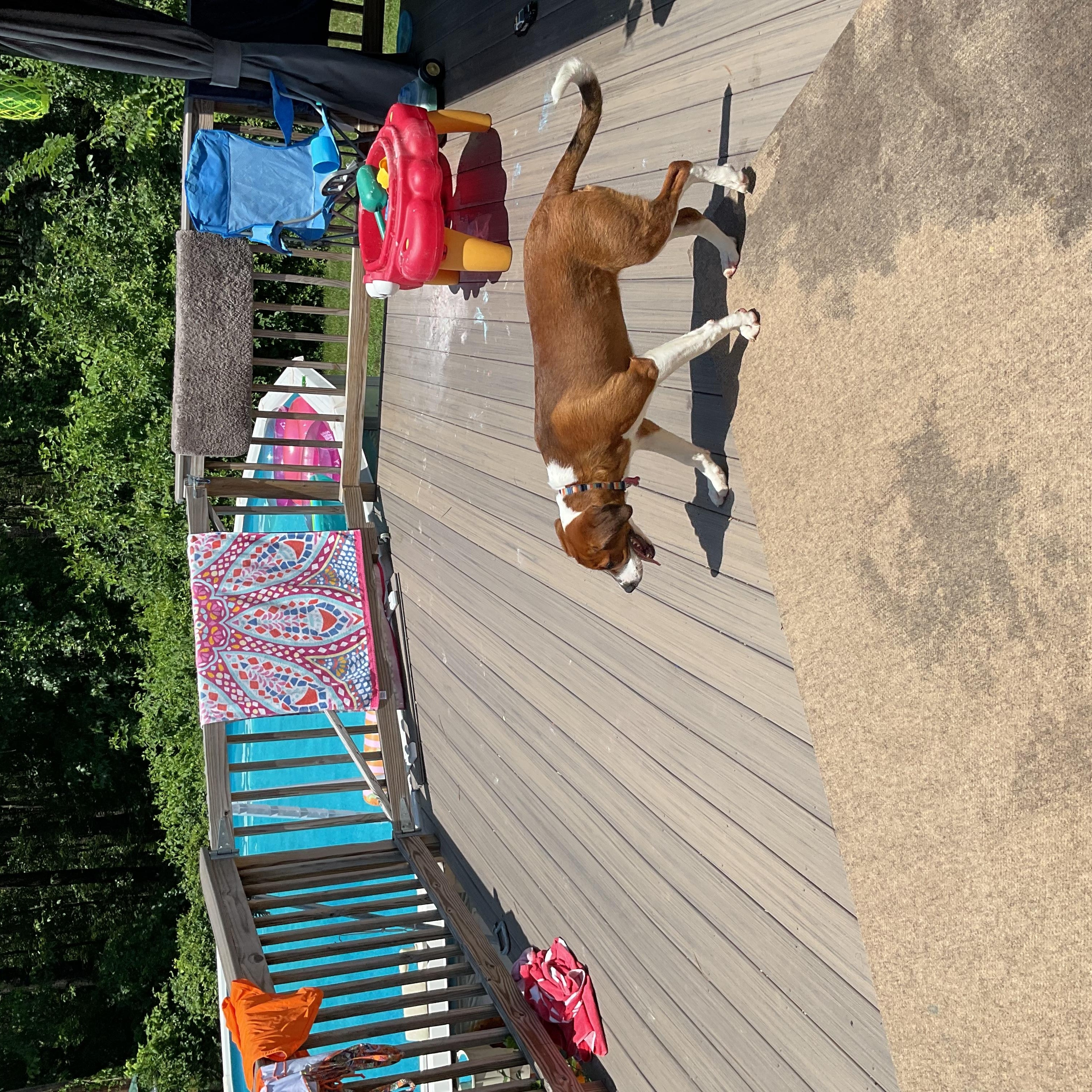 Duckie, a ADOPTABLE mixed breed in Columbia, MD image 2/3