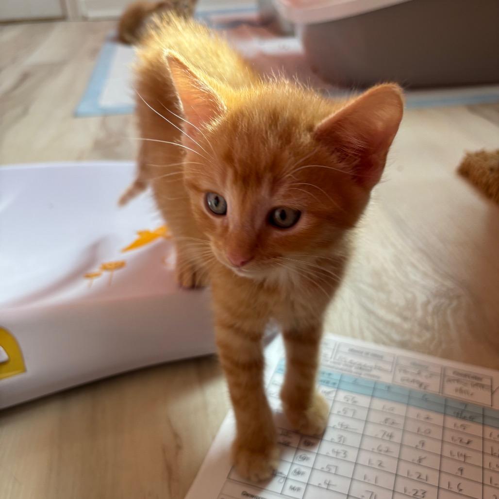 Cuervo, Adoptable, Kitten Male Domestic Short Hair.