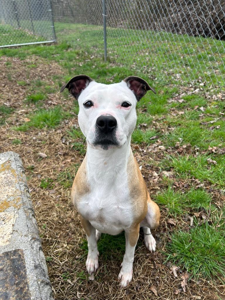 Enlarge Dutchess, a Adoptable mixed breed in Johnson City, TN image 2/2