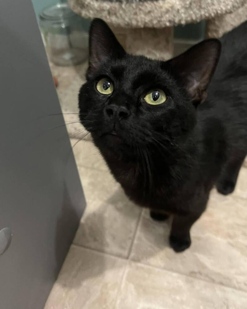 Goober, Adoptable, Young Male Domestic Short Hair.