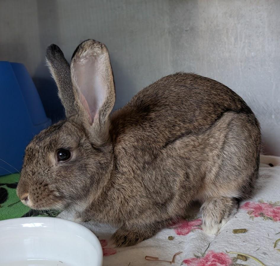 Rabbit De Niro, a Adoptable Bunny Rabbit in Coquitlam, BC image 2/4