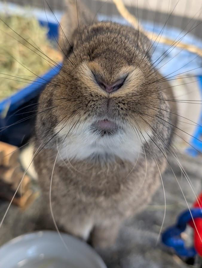Rabbit De Niro, a Adoptable Bunny Rabbit in Coquitlam, BC image 1/4