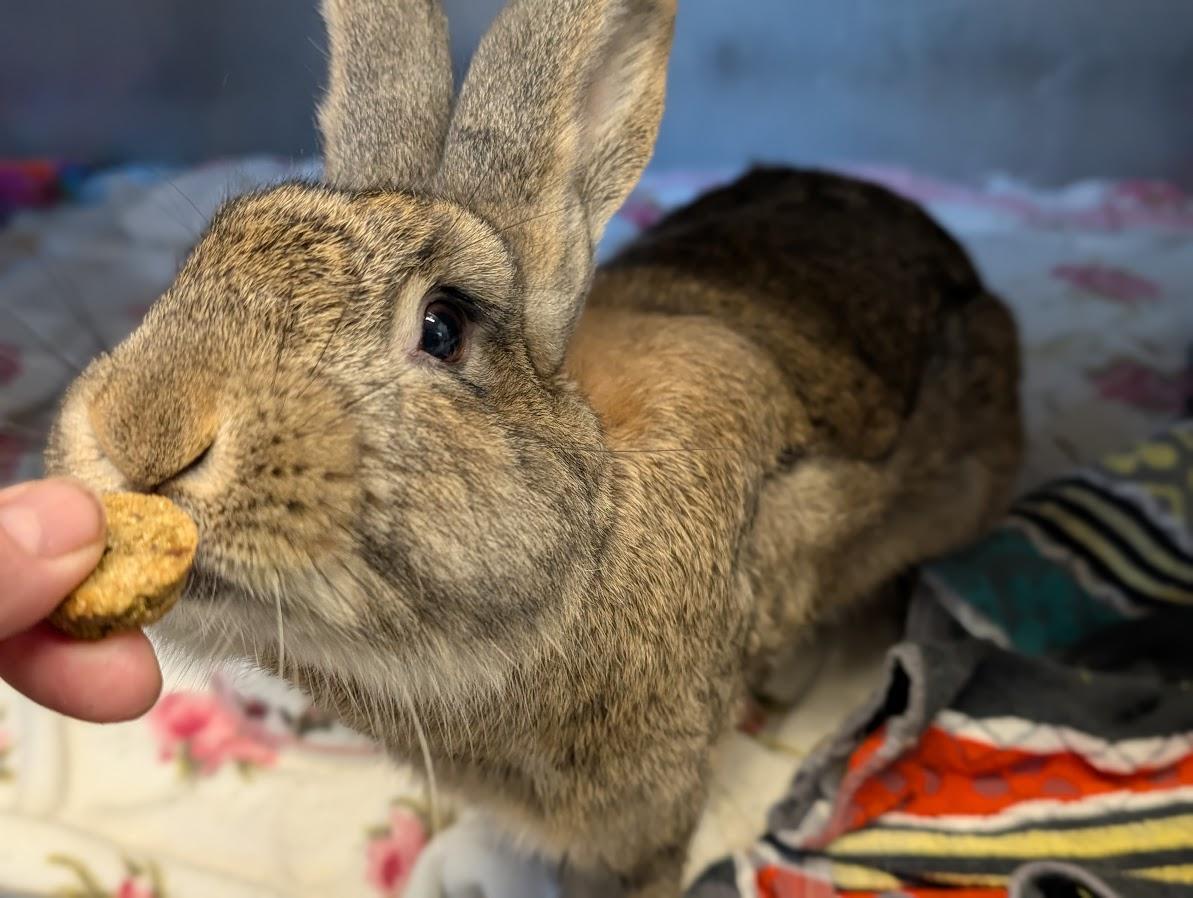 Rabbit De Niro, Adoptable, Adult Male Bunny Rabbit.