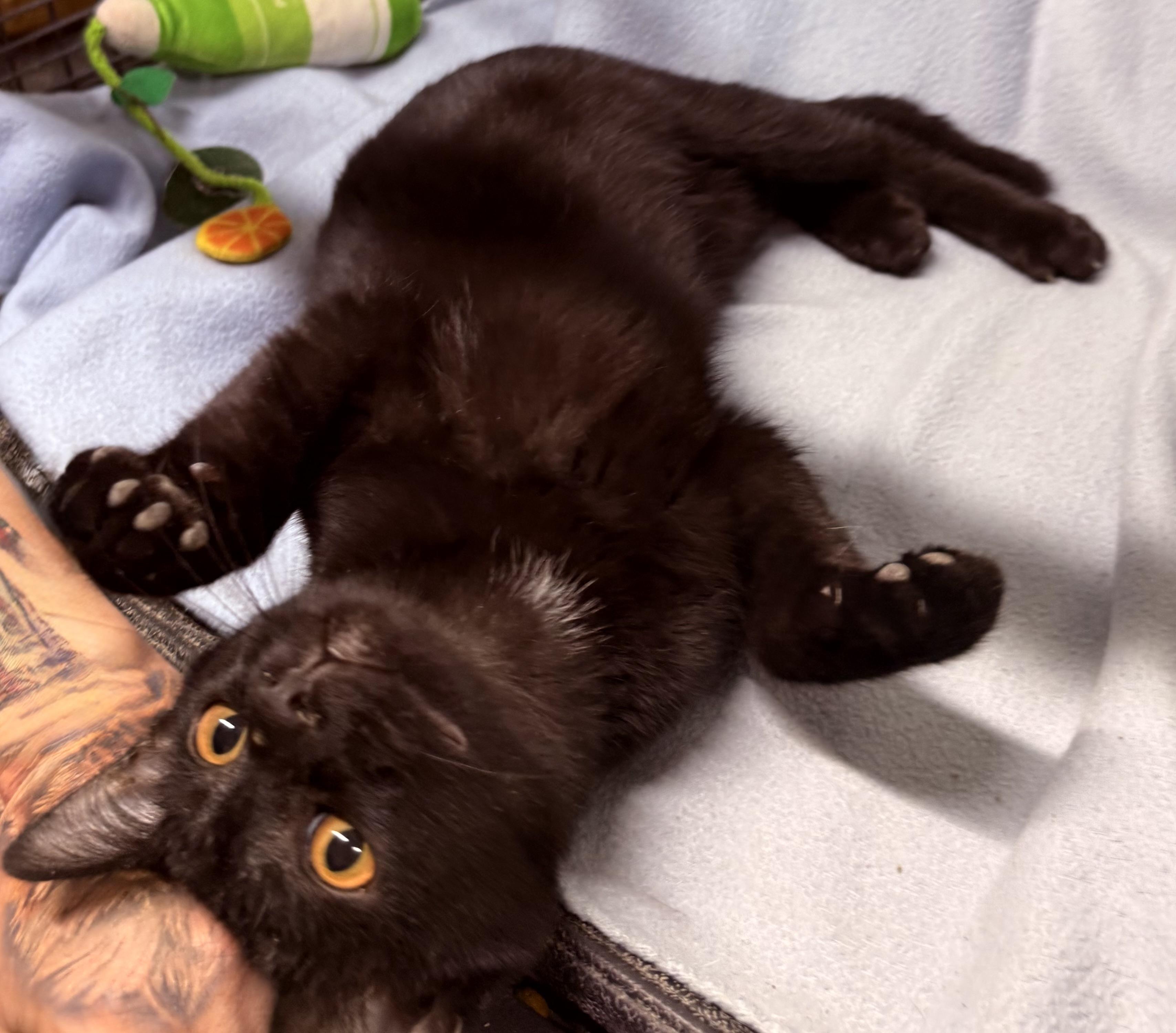 Brucey, a ADOPTABLE Domestic Short Hair in Independence, IA image 2/3