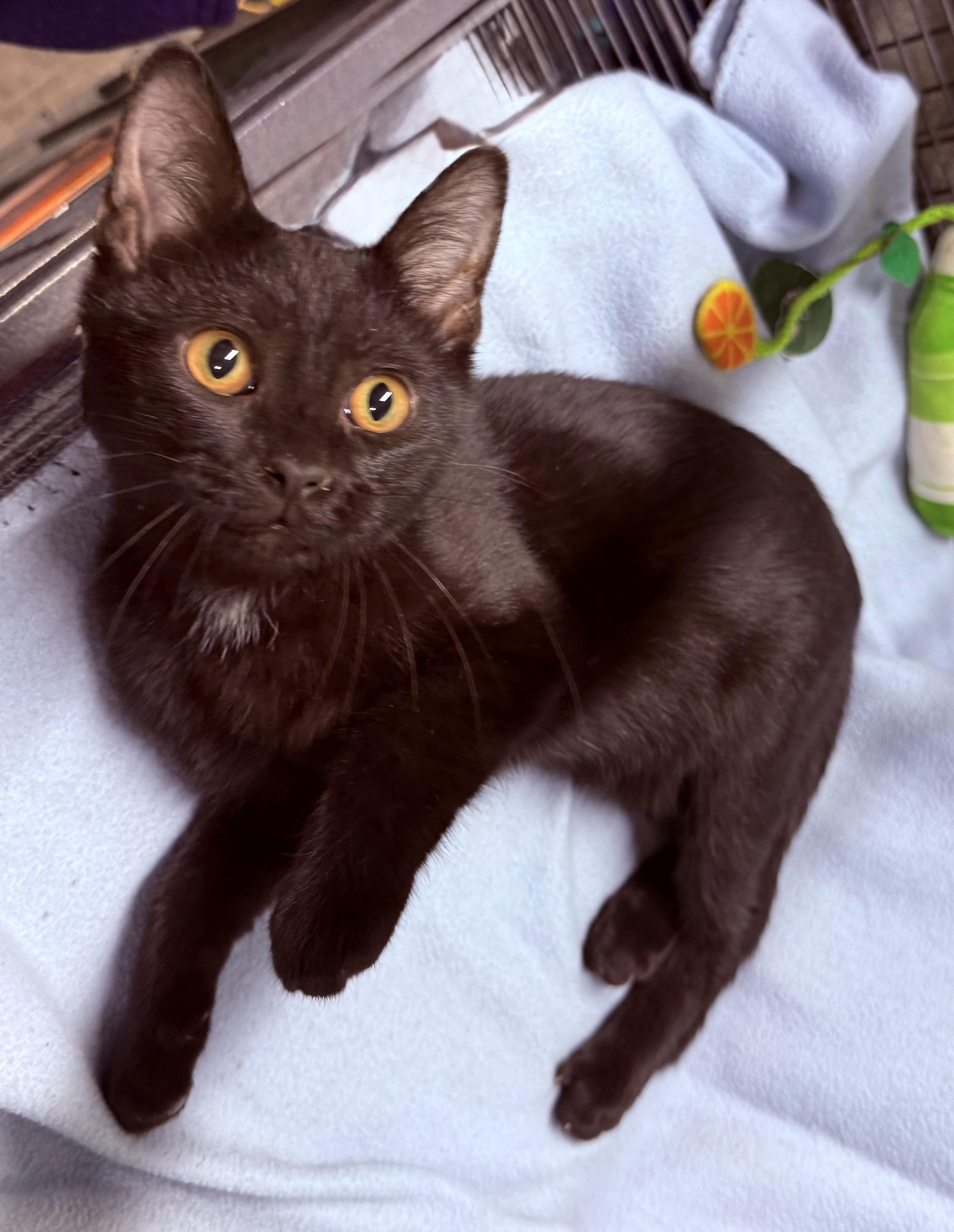 Brucey, ADOPTABLE, Young Male Domestic Short Hair.