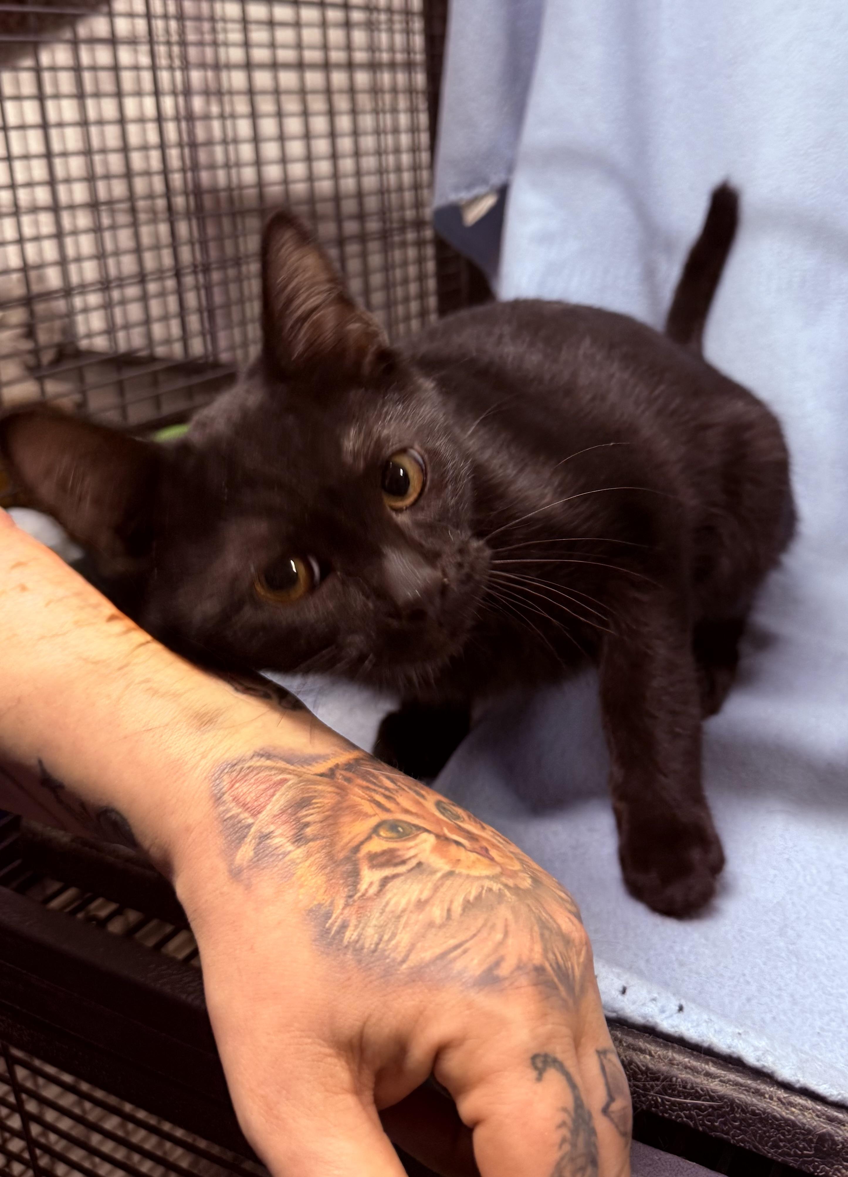 Brucey, a ADOPTABLE Domestic Short Hair in Independence, IA image 3/3