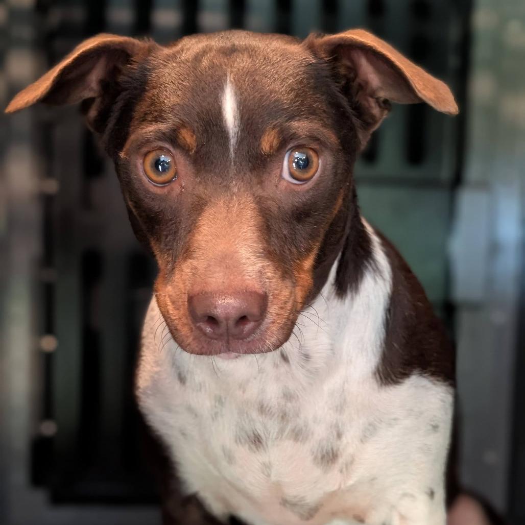 Citlali, Adoptable, Adult Female Jack Russell Terrier & Miniature Dachshund.