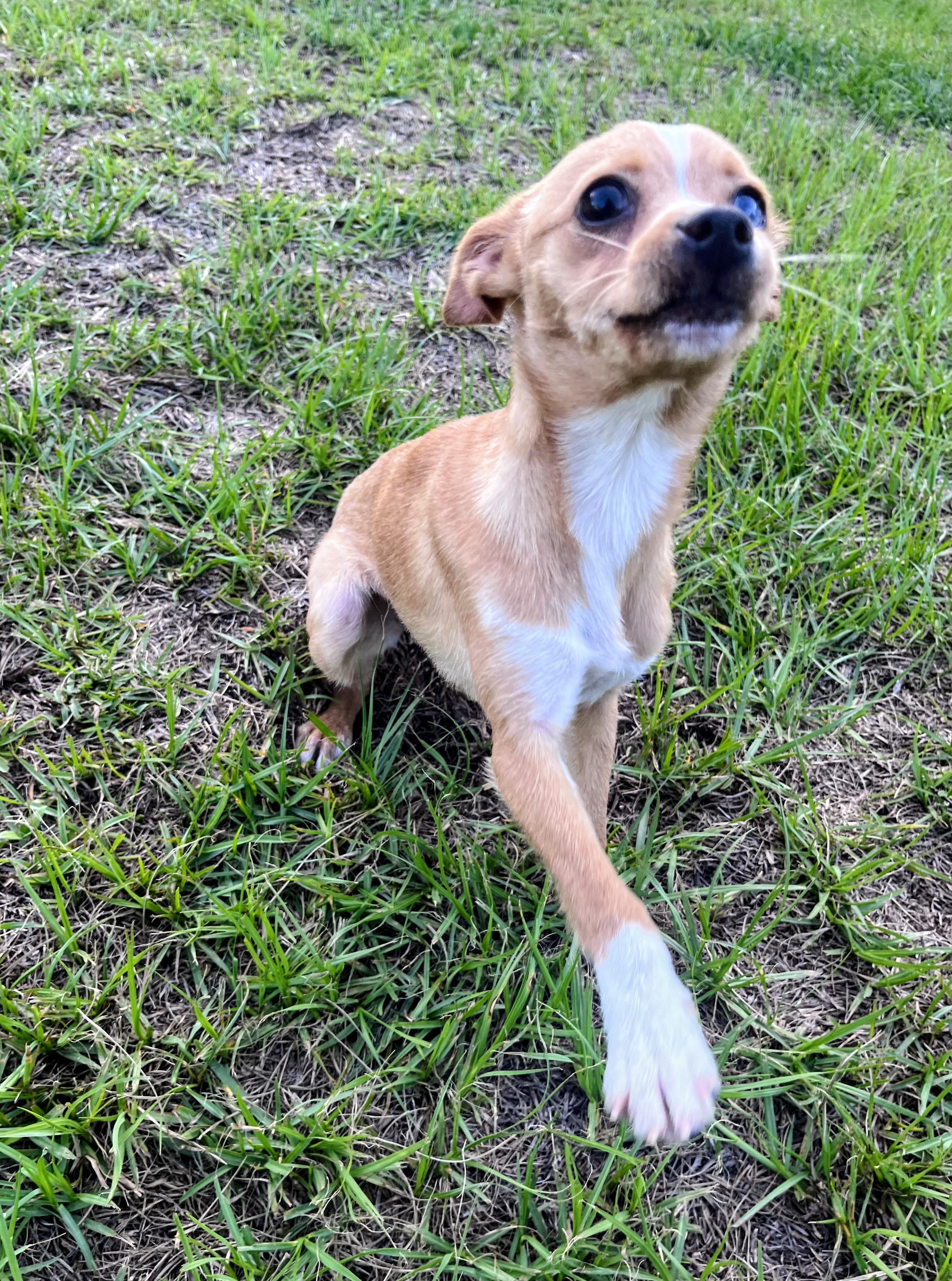 Enlarge Pebbles, a ADOPTABLE mixed breed in Bloomingdale, GA image 4/4