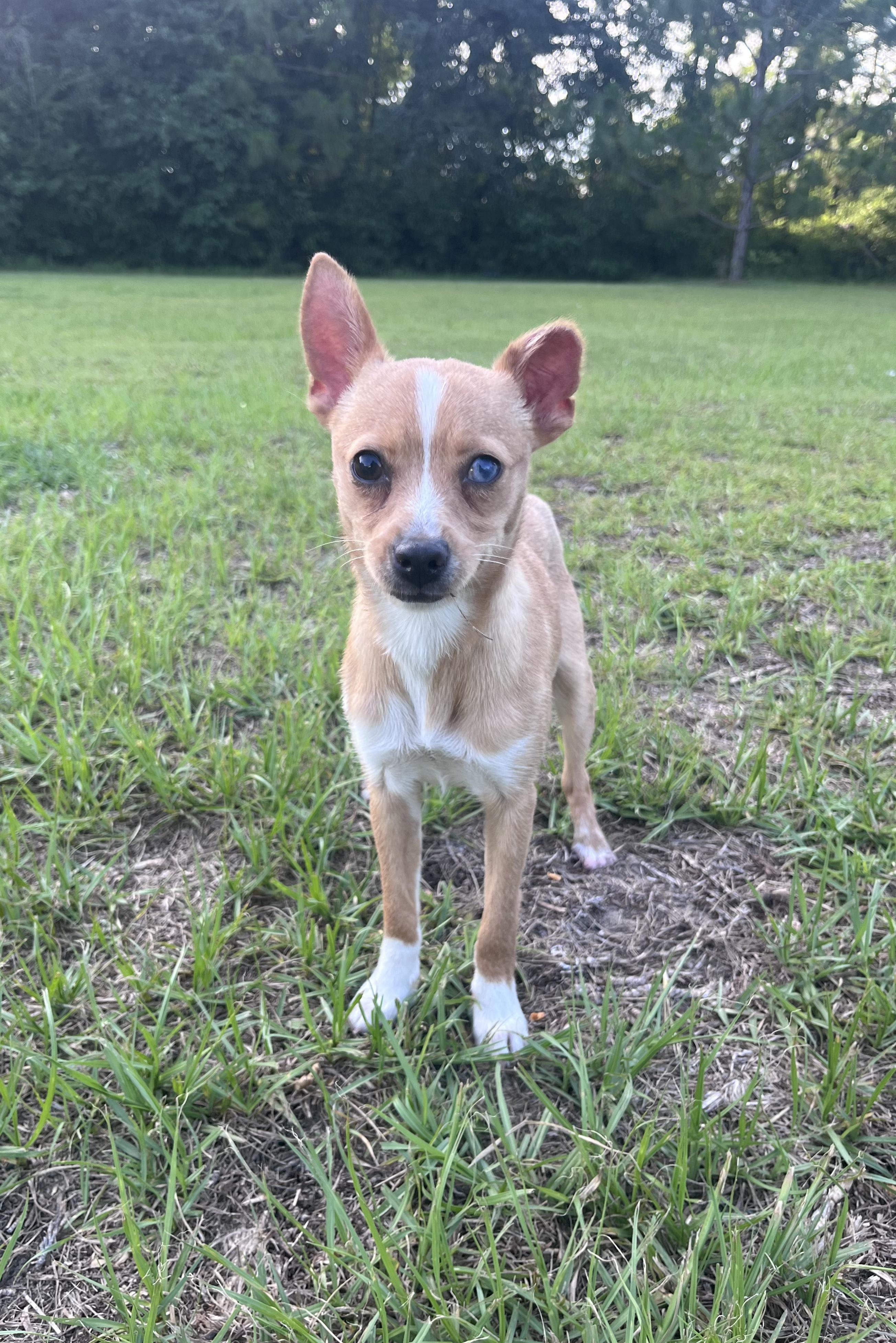 Pebbles, ADOPTABLE, Young Female Chihuahua.