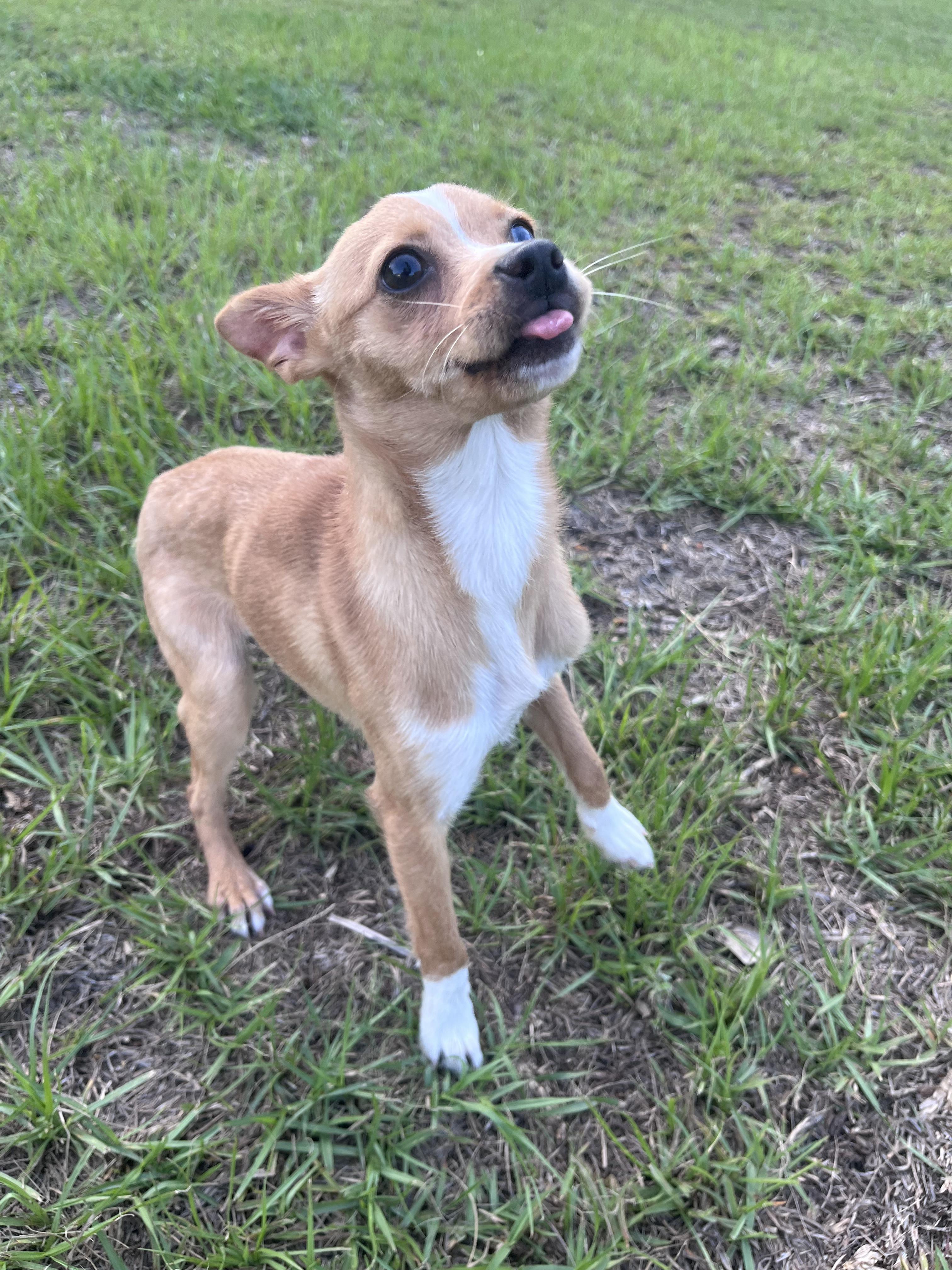 Enlarge Pebbles, a ADOPTABLE mixed breed in Bloomingdale, GA image 3/4