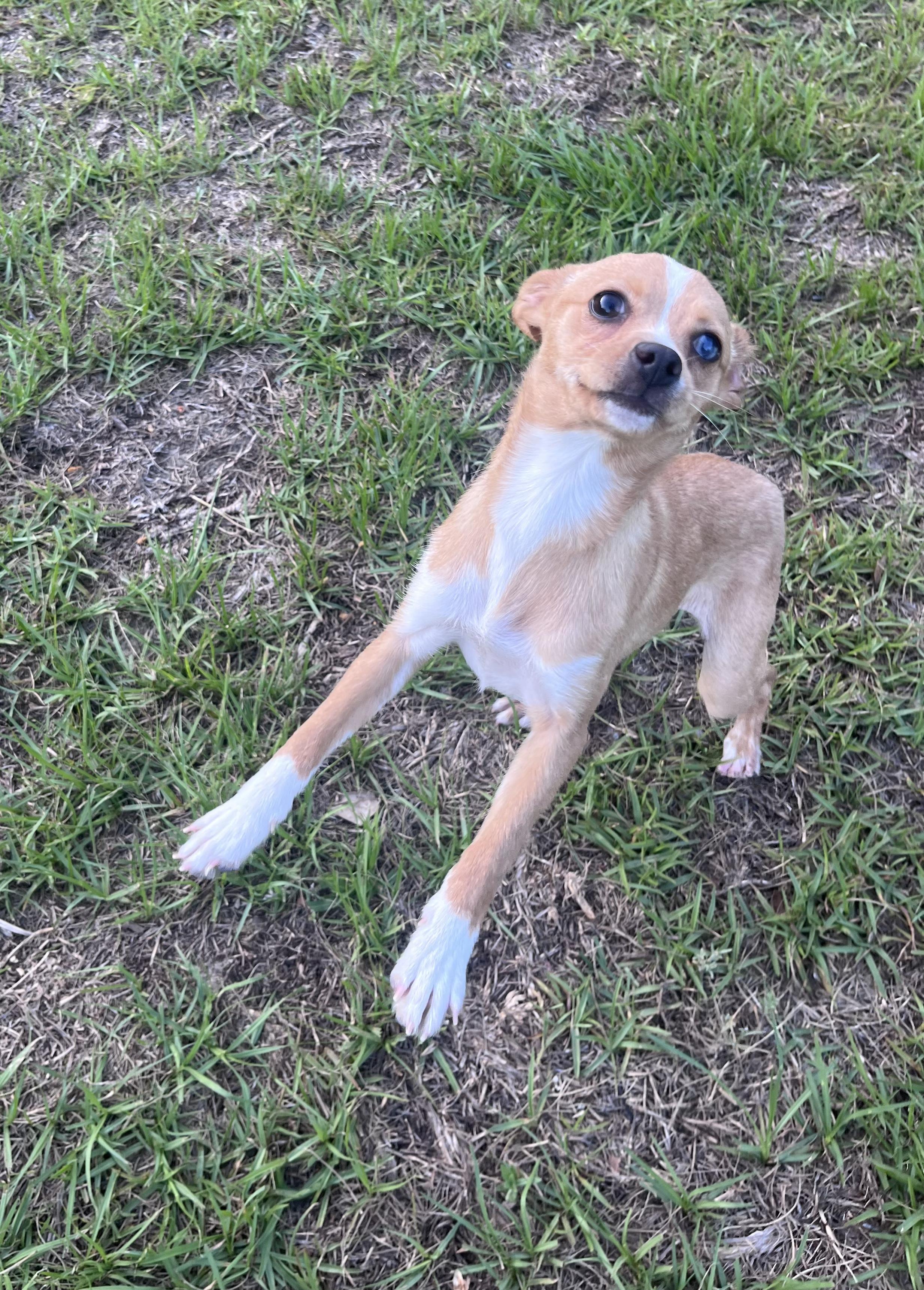 Enlarge Pebbles, a ADOPTABLE mixed breed in Bloomingdale, GA image 2/4