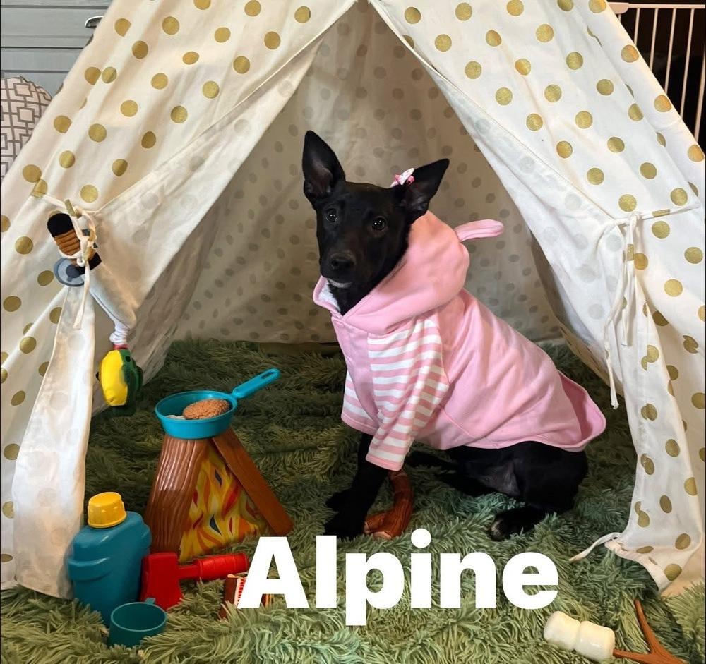 Alpine, a Adoptable mixed breed in Scranton, PA image 1/2