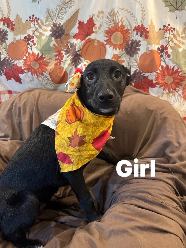 Alpine, a Adoptable mixed breed in Scranton, PA image 2/2